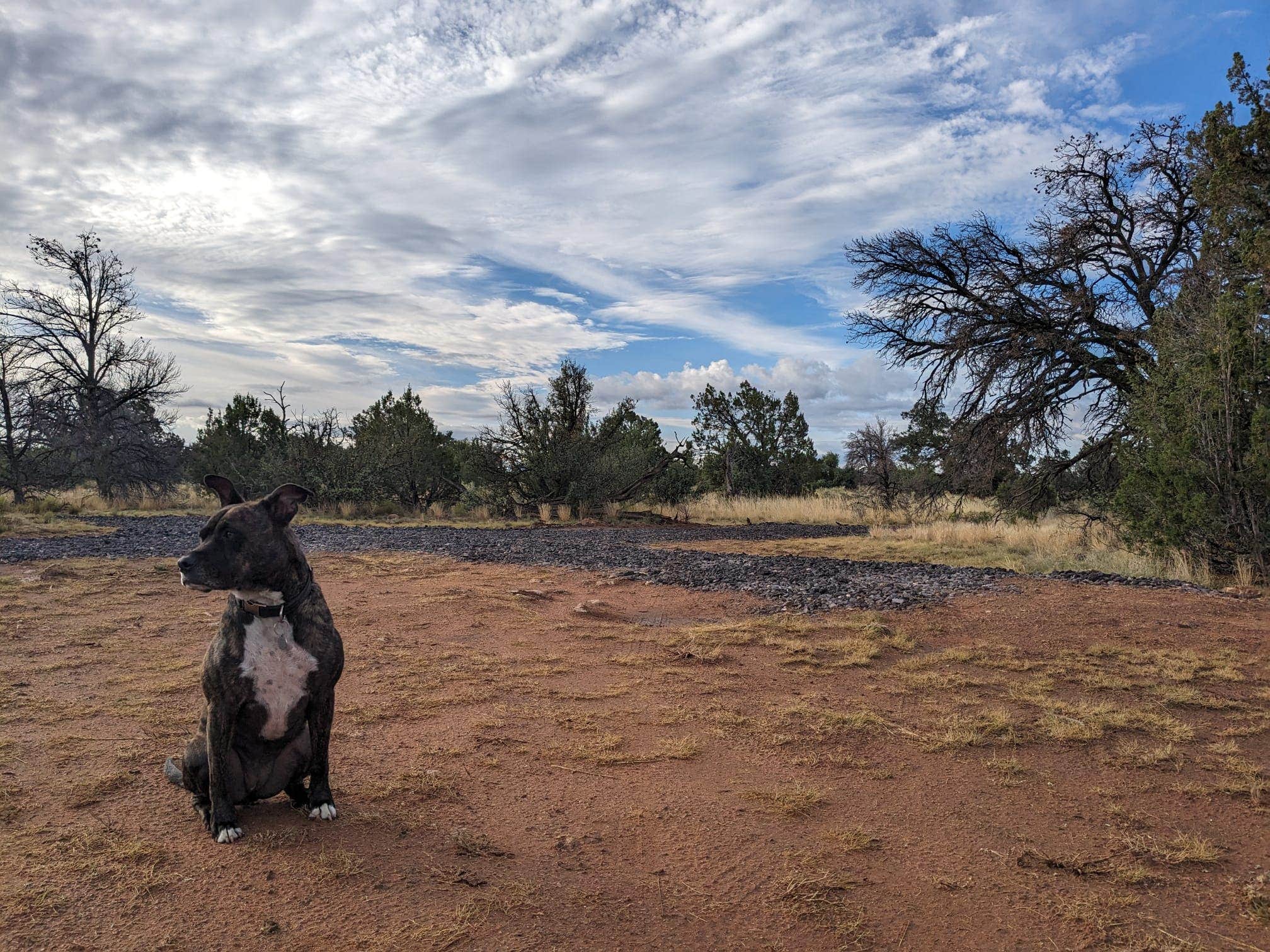 ColorStar R.'s photo of camping with pets at Starscape Stays near Gray Mountain, AZ