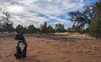 ColorStar R.'s photo of camping with pets at Starscape Stays near Kaibab National Forest