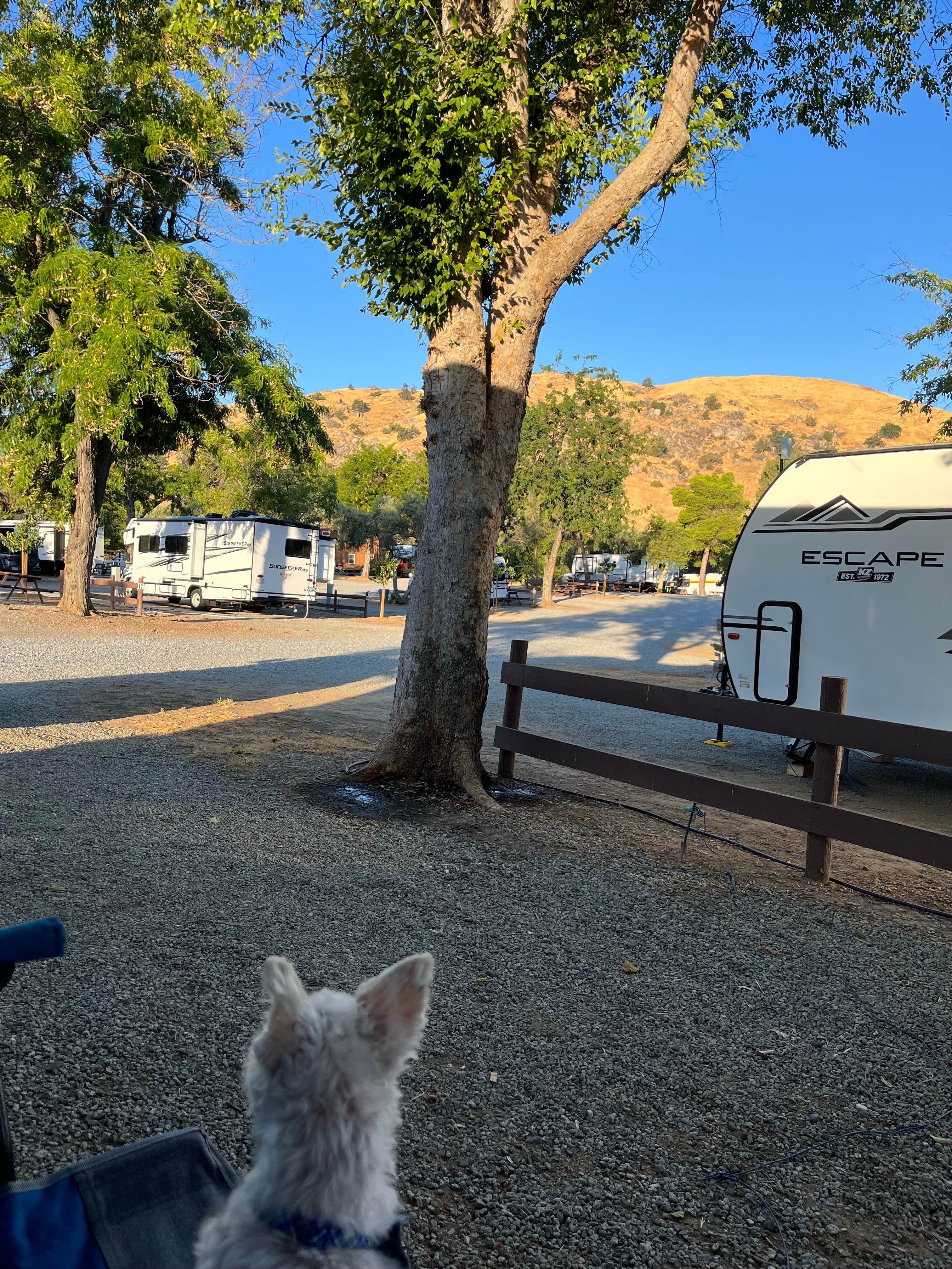 Natalie's photo of camping with pets at Lemon Cove Village near Kaweah Lake