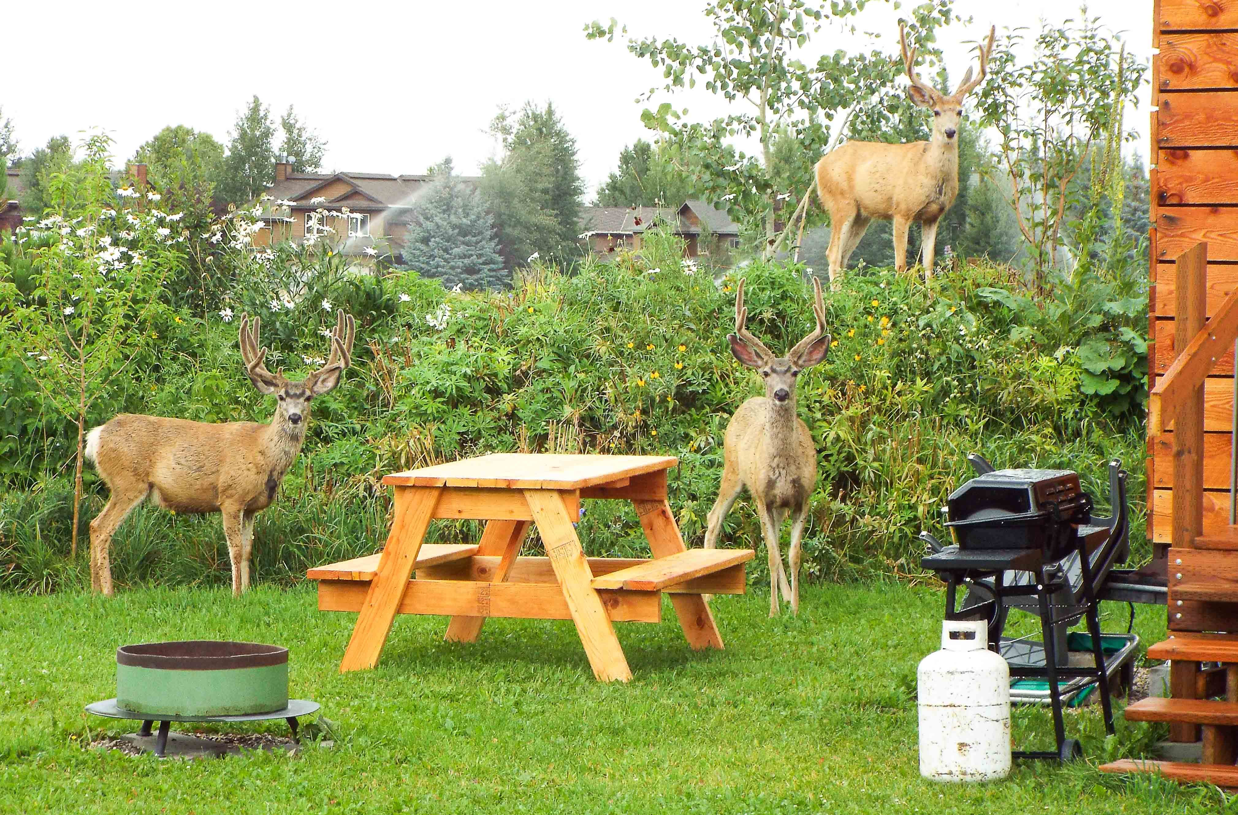 Camper-submitted photo at Thaidaho Victor near Moose, WY
