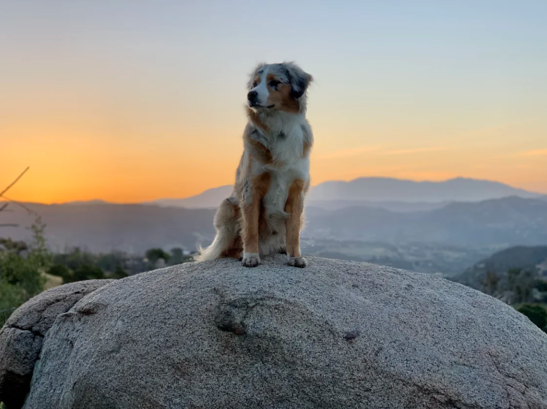 Aidan P.'s photo of camping with pets at Van Life Campgrounds: Fallbrook near San Marcos, CA