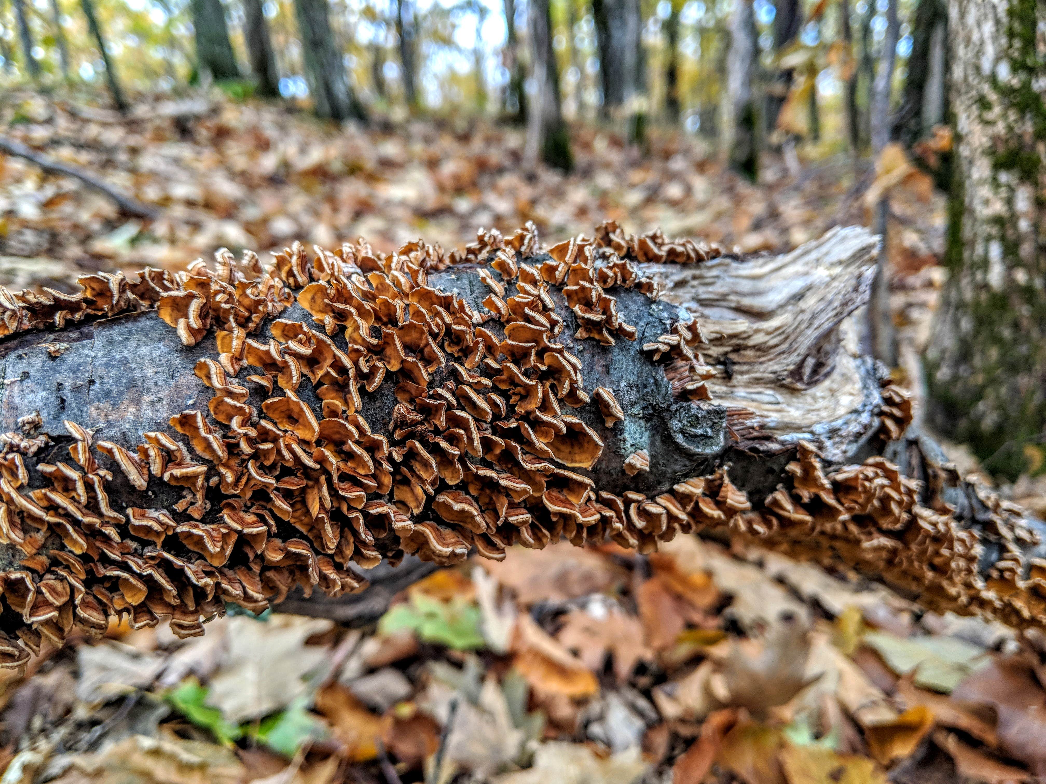 Camper-submitted photo at Squam Lakes Association near Belmont, NH
