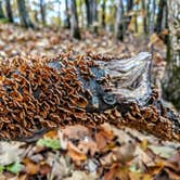 Review photo of Squam Lakes Association by Shari  G., October 29, 2018