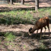 Review photo of Diamond Campground & RV Park by Landon C., August 22, 2023