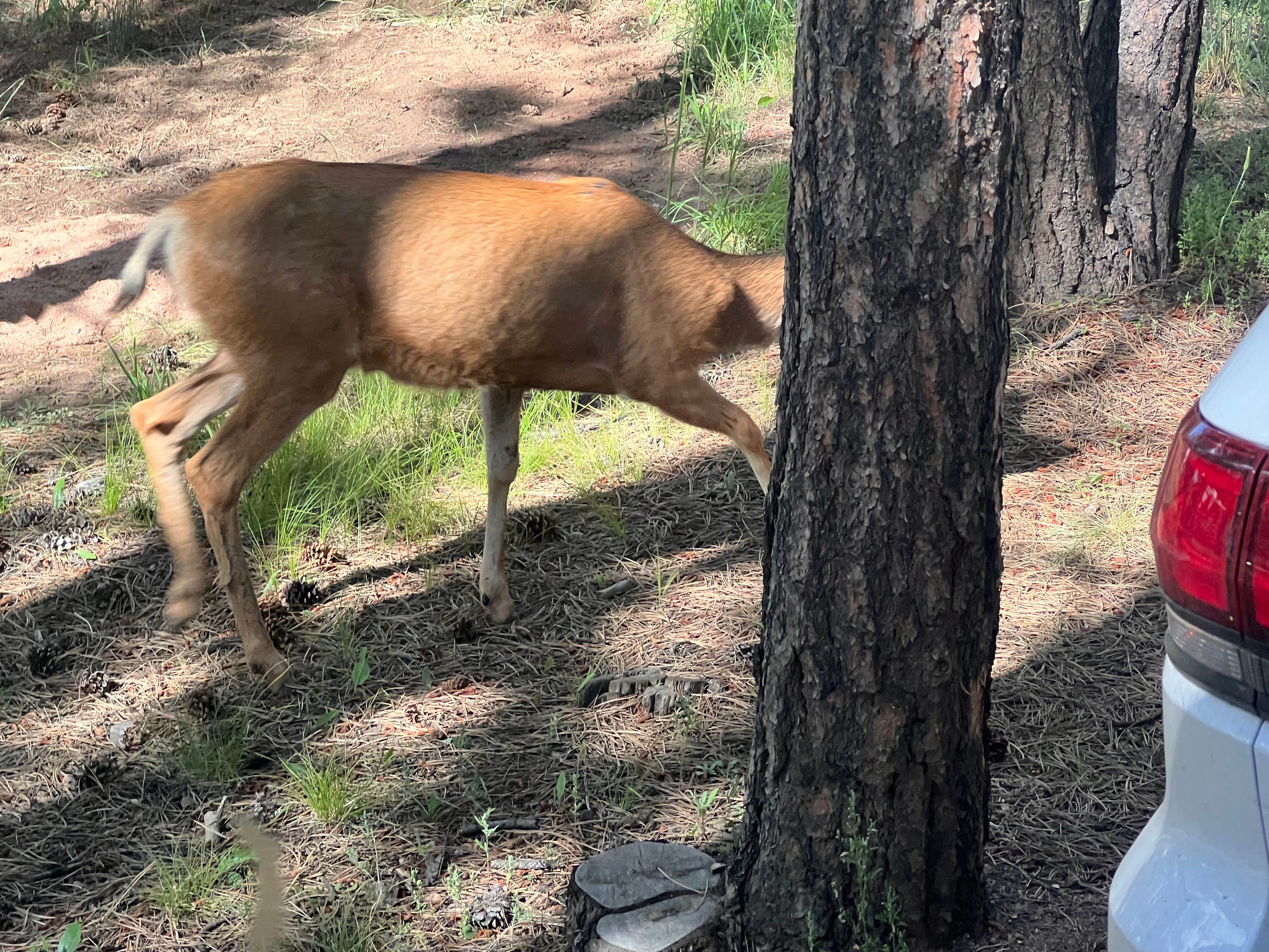 Landon C.'s photo of camping with pets at Diamond Campground & RV Park near Manitou Springs, CO