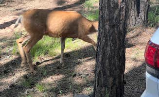 Landon C.'s photo of camping with pets at Diamond Campground & RV Park near Green Mountain Falls, CO