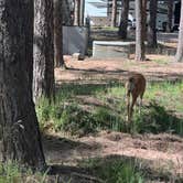 Review photo of Diamond Campground & RV Park by Landon C., August 22, 2023