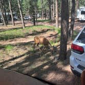 Review photo of Diamond Campground & RV Park by Landon C., August 22, 2023