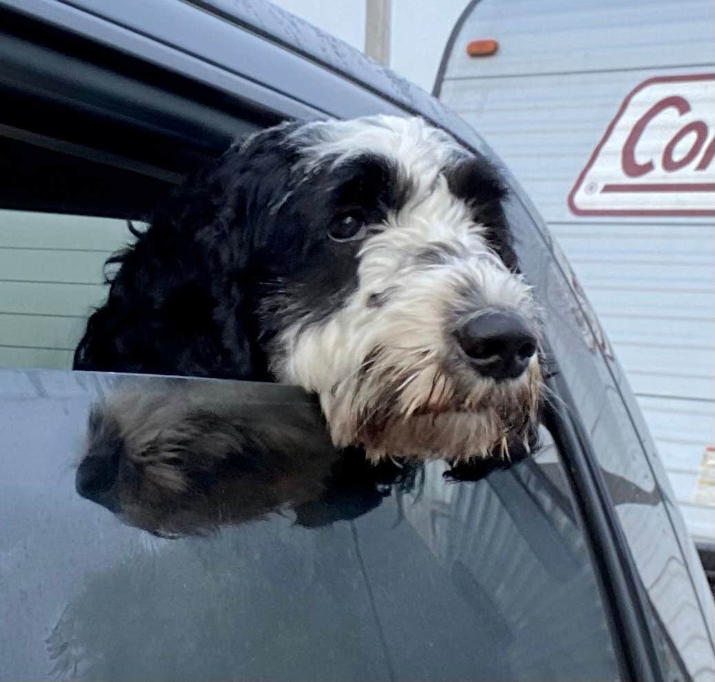 Donna H.'s photo of camping with pets at Owl Creek Market and RV Park near Lee's Summit, MO