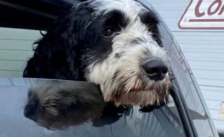Donna H.'s photo of camping with pets at Owl Creek Market and RV Park near Excelsior Springs, MO
