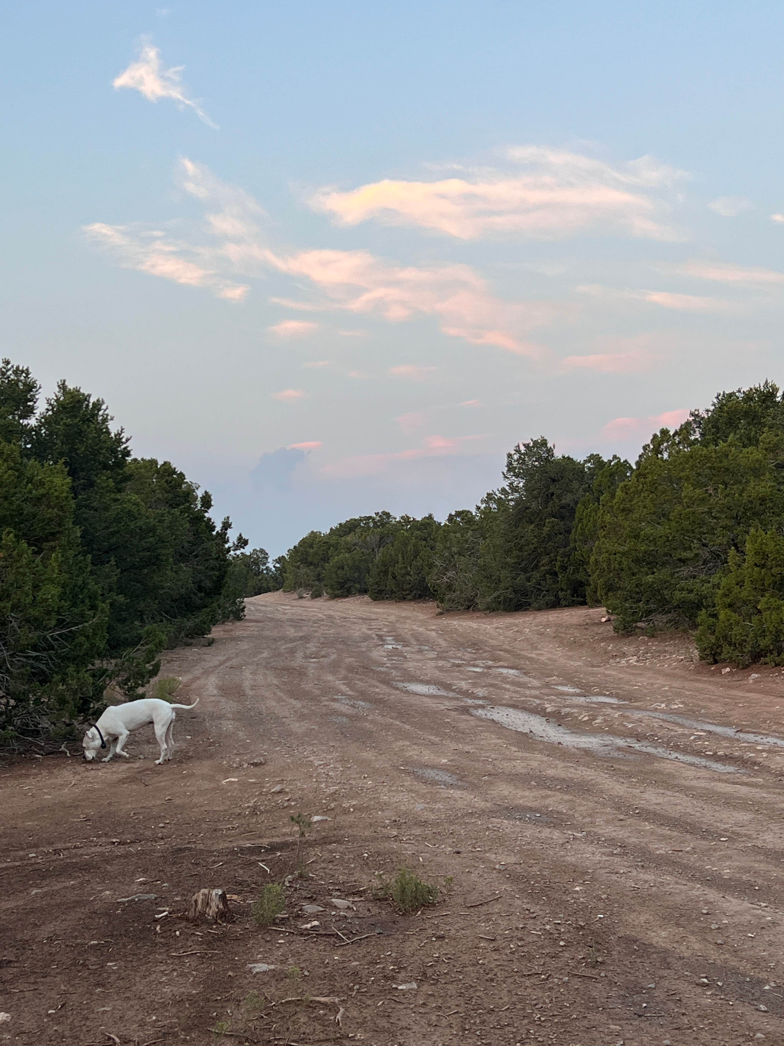 Austin and Christel S.'s photo of camping with pets at Dispersed Camping off FS 542 near Rincon, NM