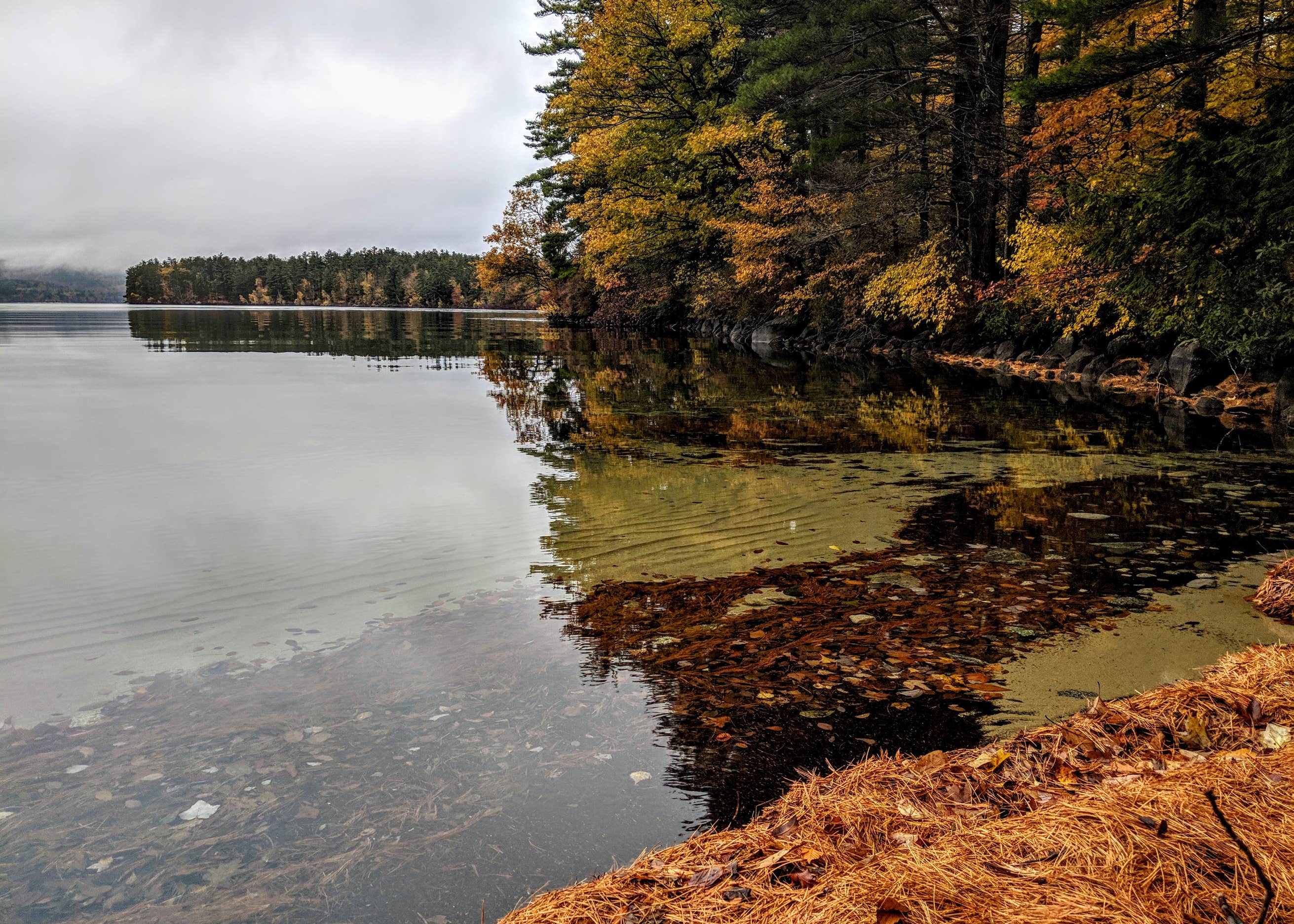Squam Lakes Association Camping The Dyrt