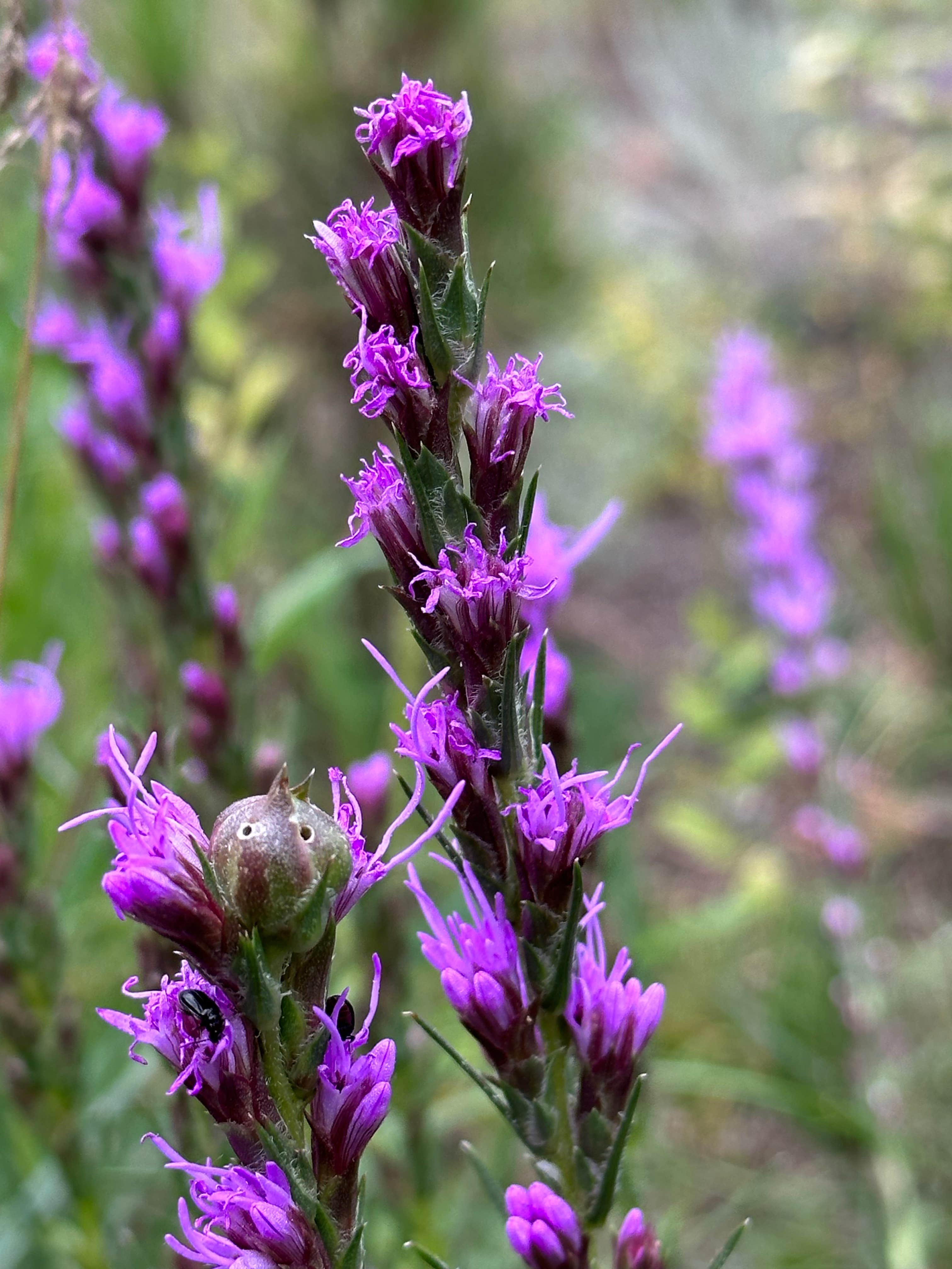 Camper-submitted photo at Cold Springs School Road - Forest Road Pull Out near Hot Springs, SD