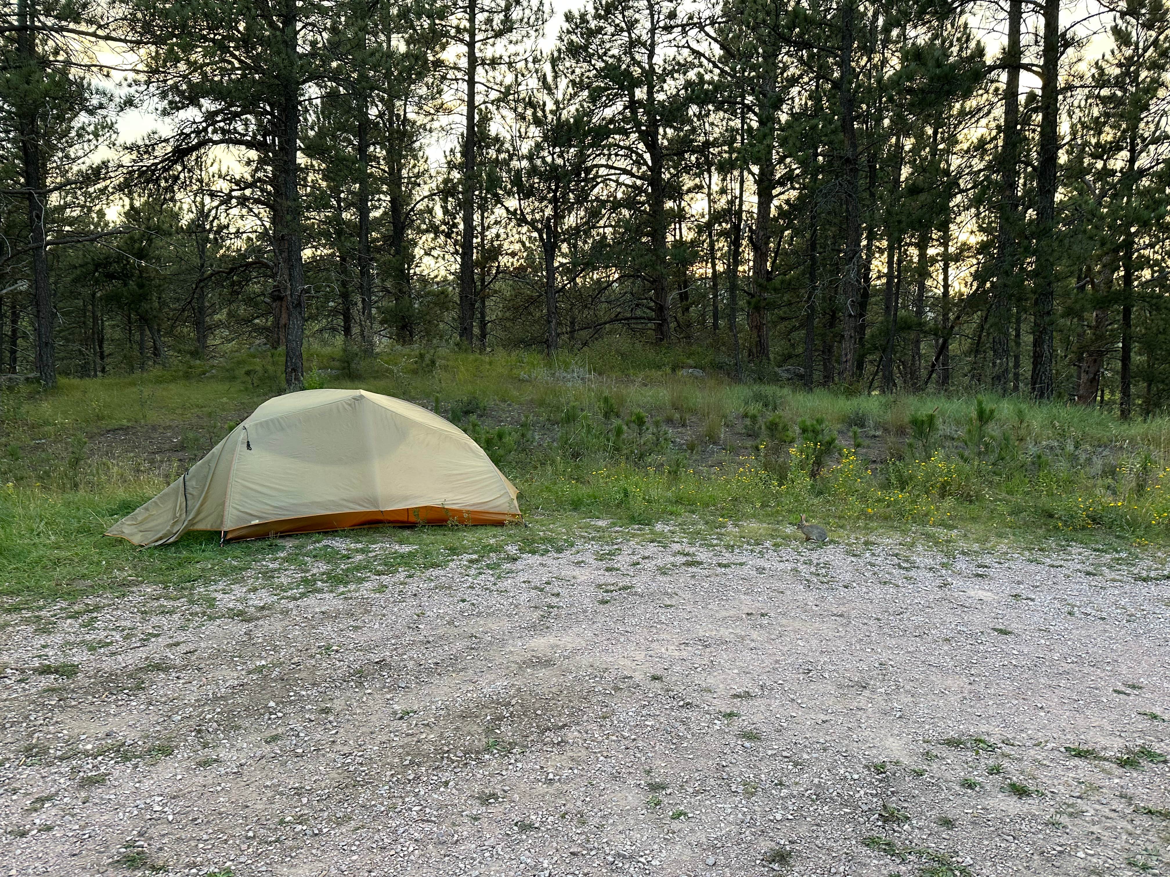 Camper submitted image from Cold Springs School Road - Forest Road Pull Out - 1