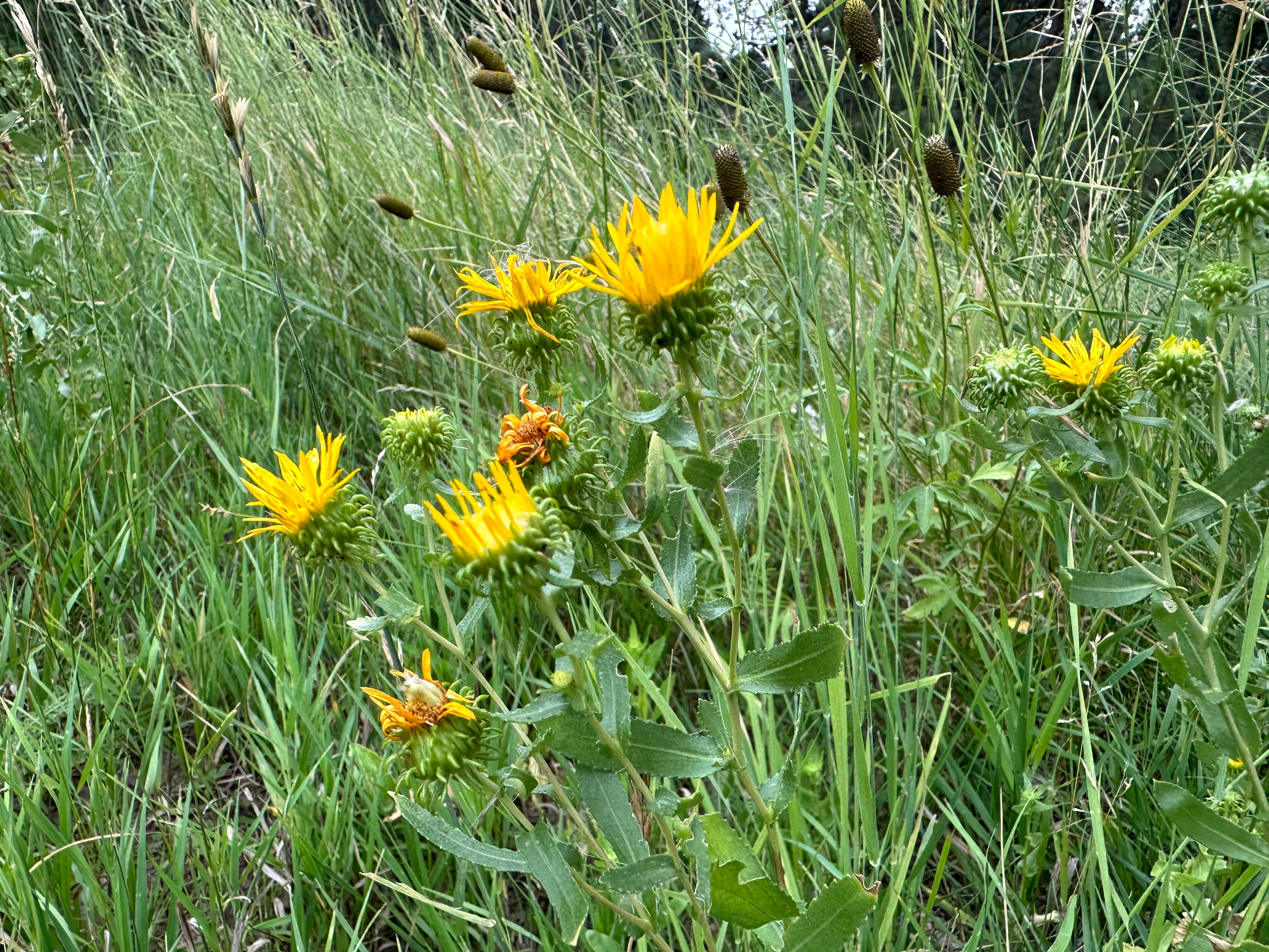 Camper-submitted photo at Cold Springs School Road - Forest Road Pull Out near Hot Springs, SD