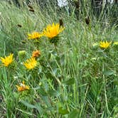 Review photo of Cold Springs School Road - Forest Road Pull Out by Scott S., August 22, 2023