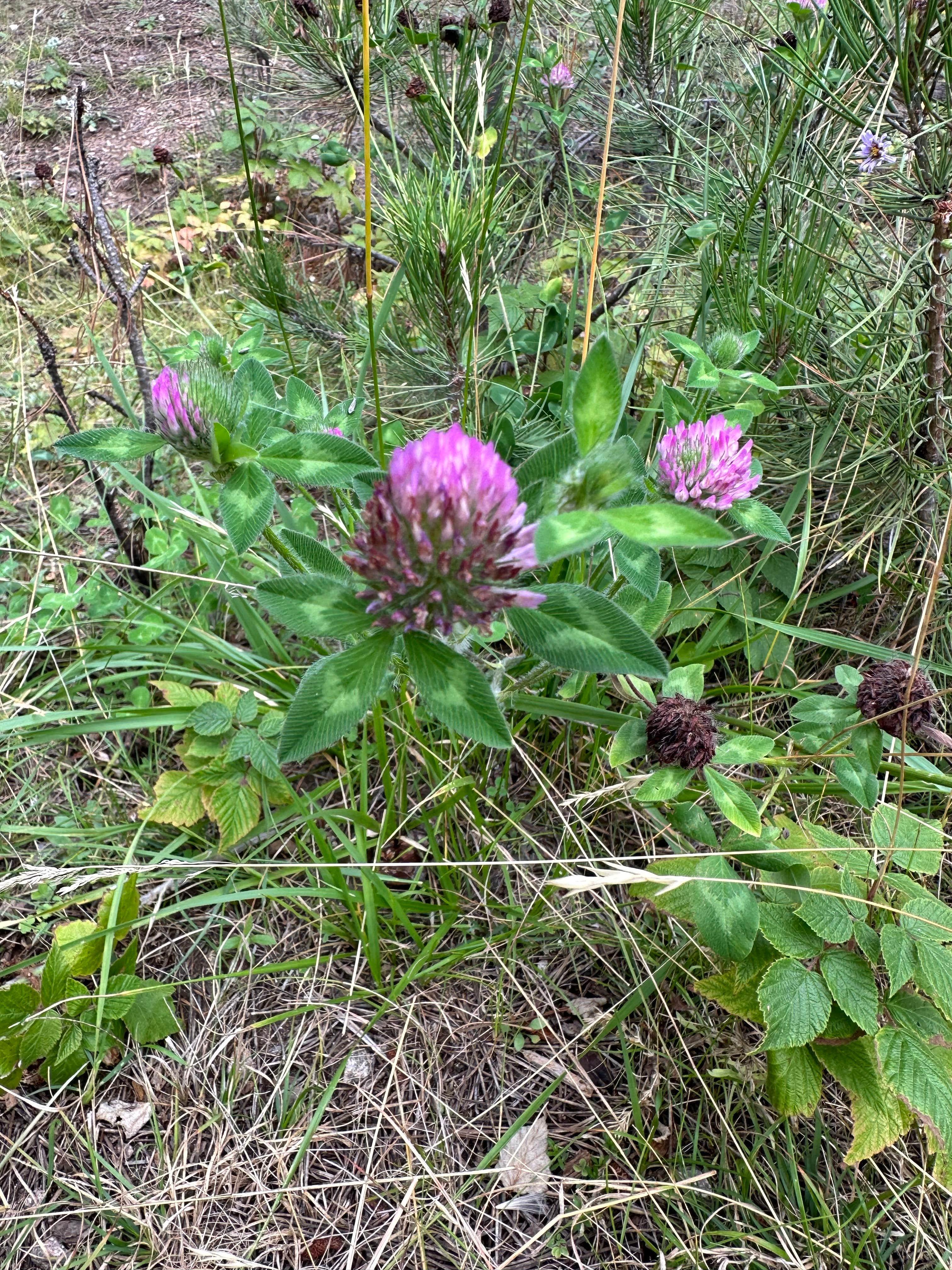 Camper-submitted photo at Cold Springs School Road - Forest Road Pull Out near Hot Springs, SD