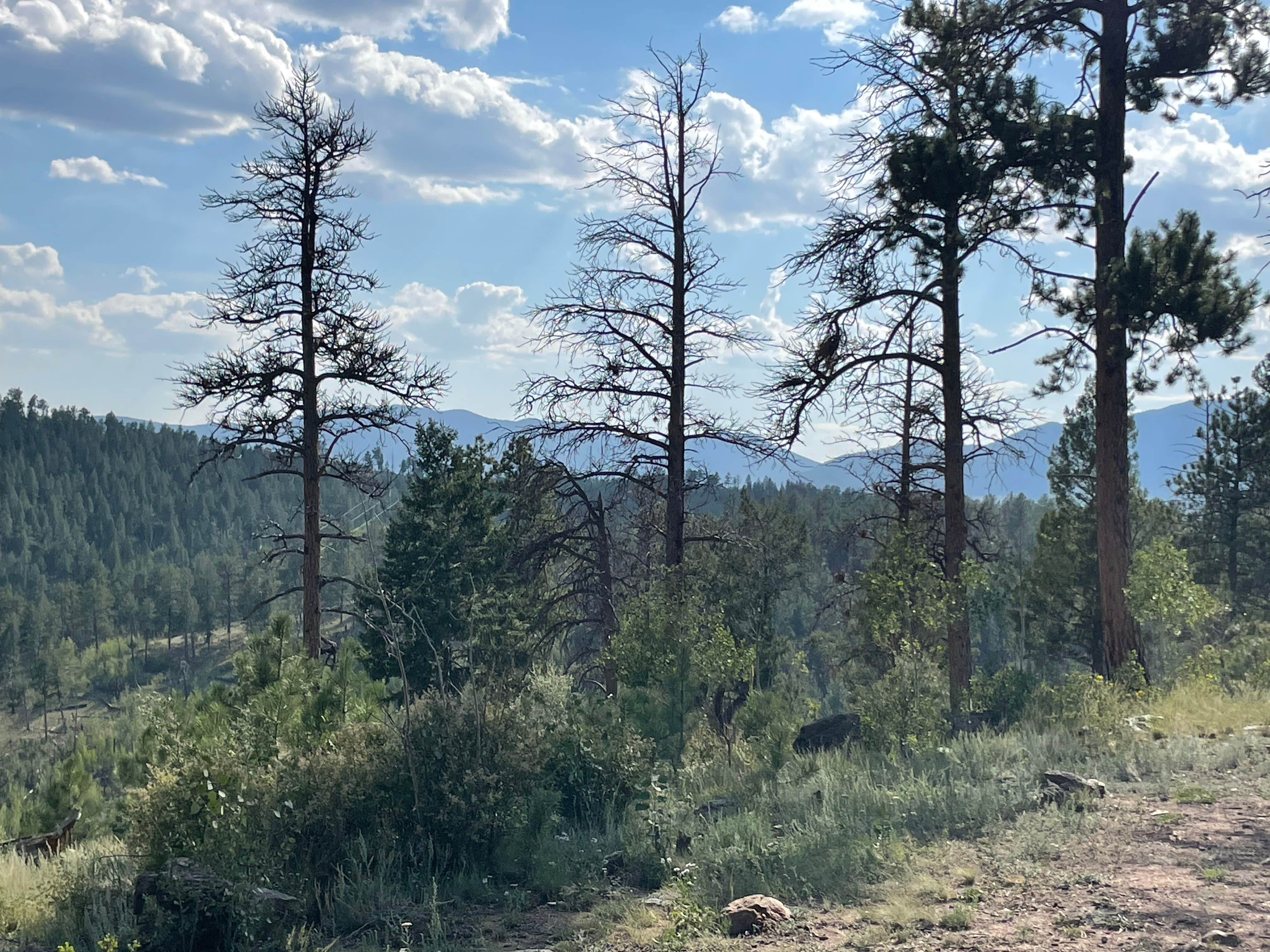 Camper-submitted photo at Matukat Road Dispersed Camping near Palmer Lake, CO