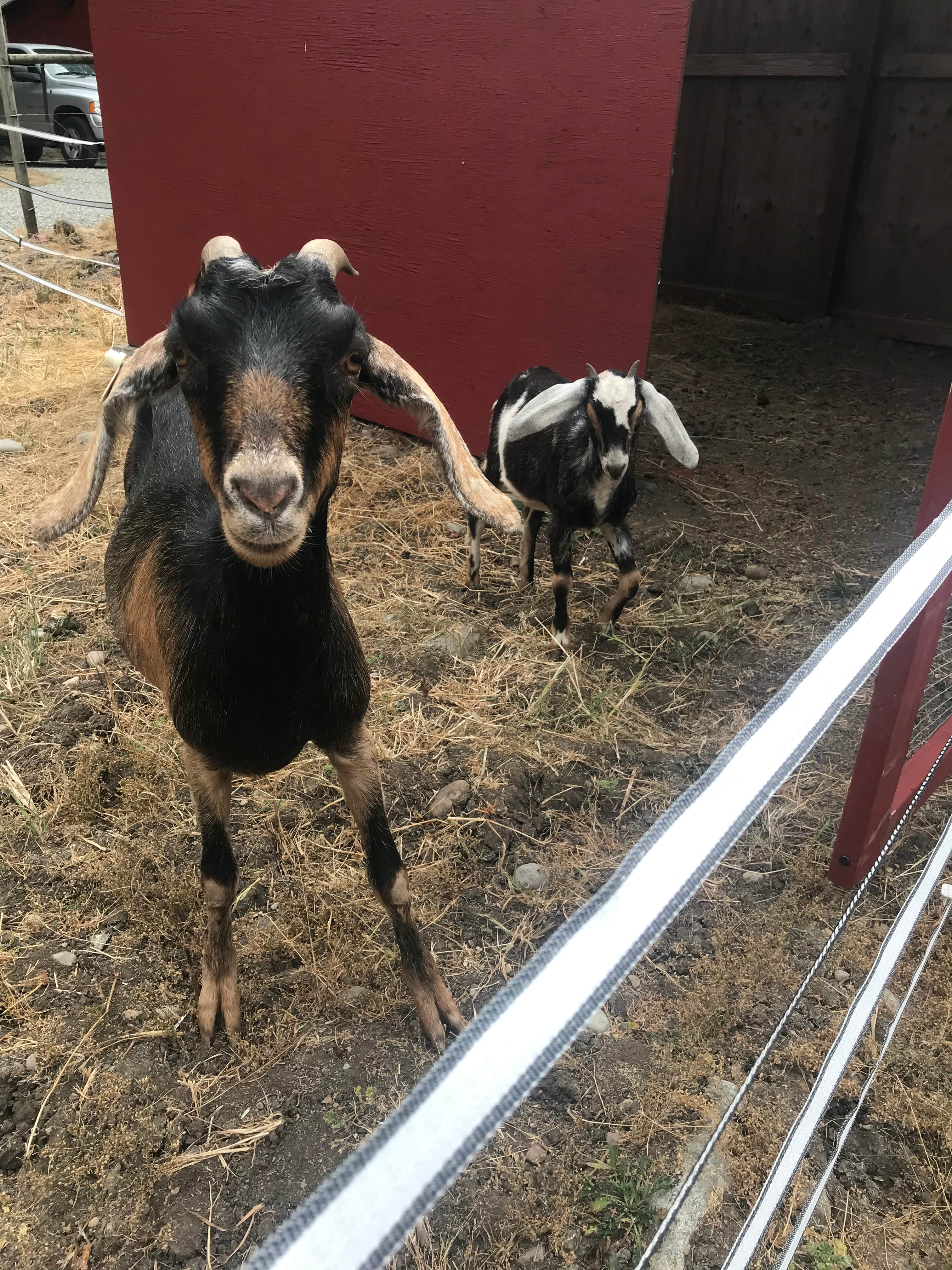 Camper-submitted photo at Sasquatch Farm near McKenna, WA