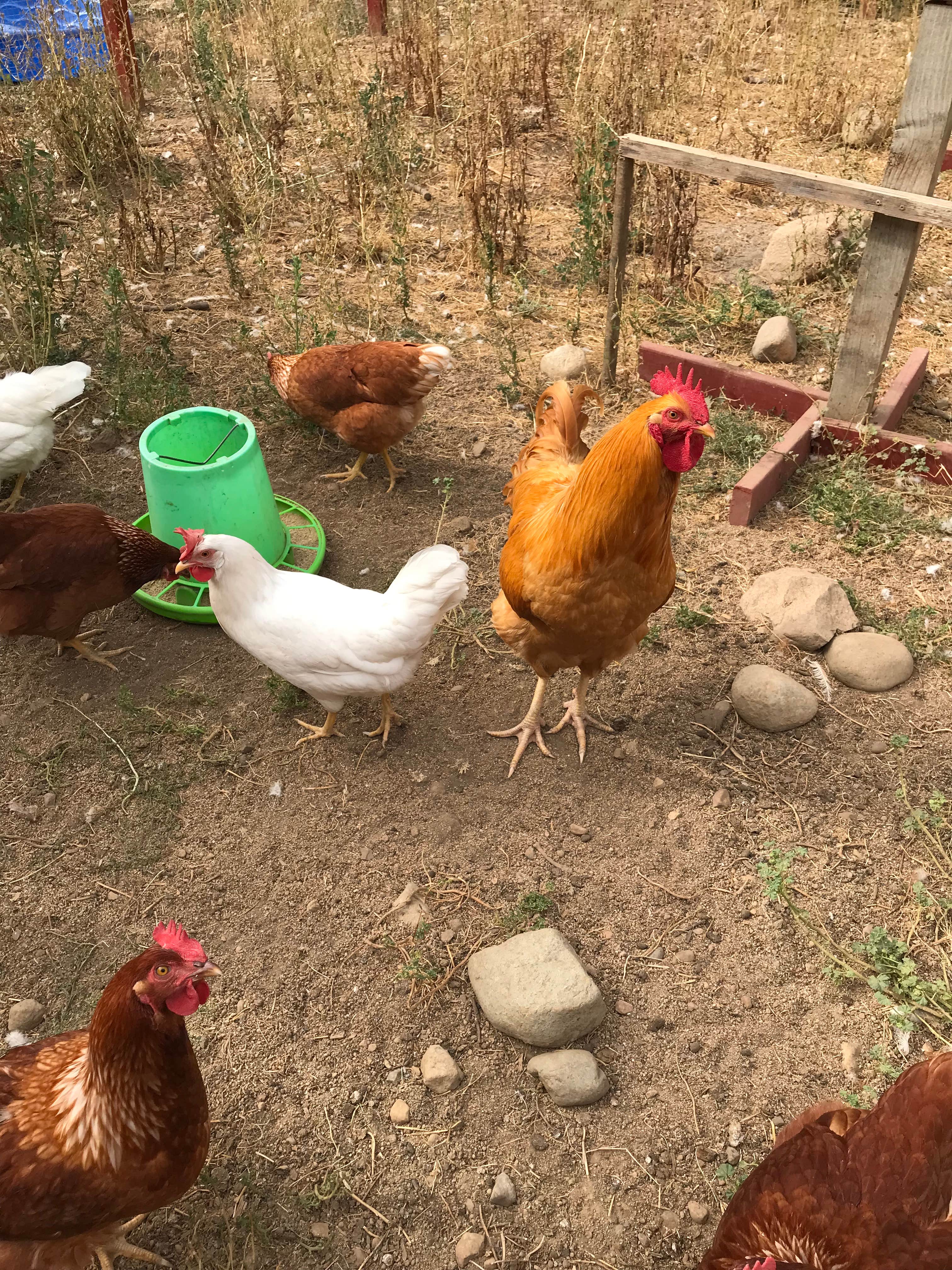 Camper-submitted photo at Sasquatch Farm near McKenna, WA