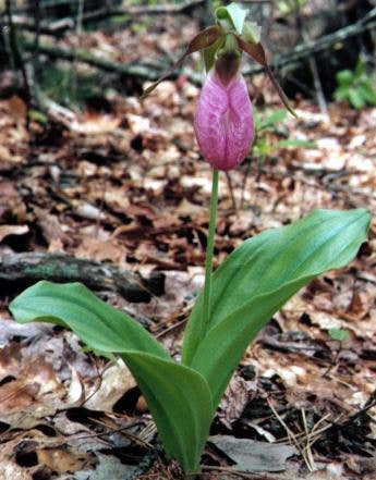 Camper-submitted photo at Popple Campground — Sleeping Bear Dunes National Lakeshore near Maple City, MI