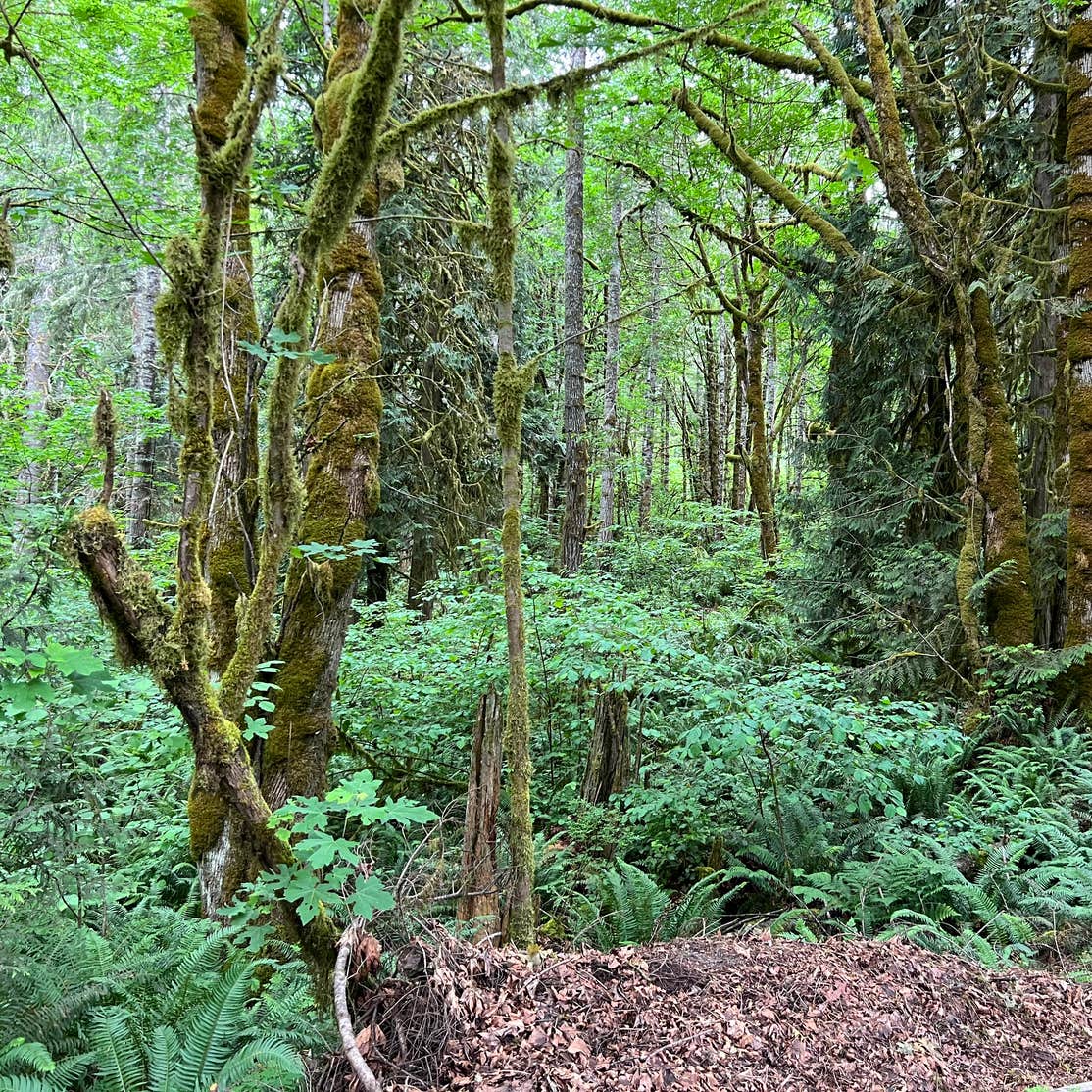 Seaquest State Park Campground | Castle Rock, WA