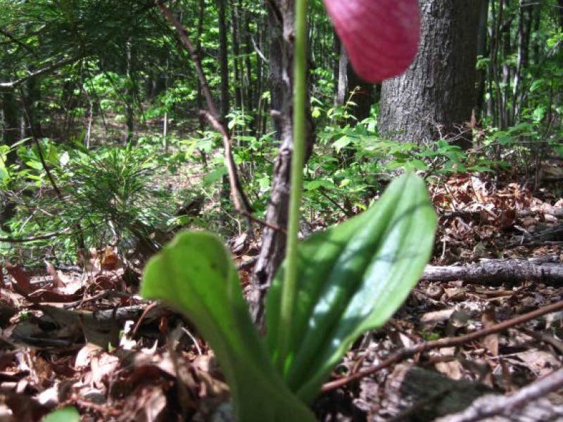 Camper-submitted photo at Popple Campground — Sleeping Bear Dunes National Lakeshore near Maple City, MI