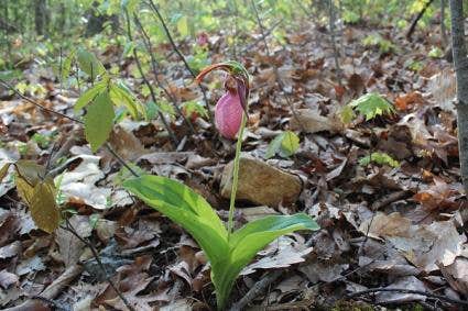 Camper-submitted photo at Popple Campground — Sleeping Bear Dunes National Lakeshore near Maple City, MI