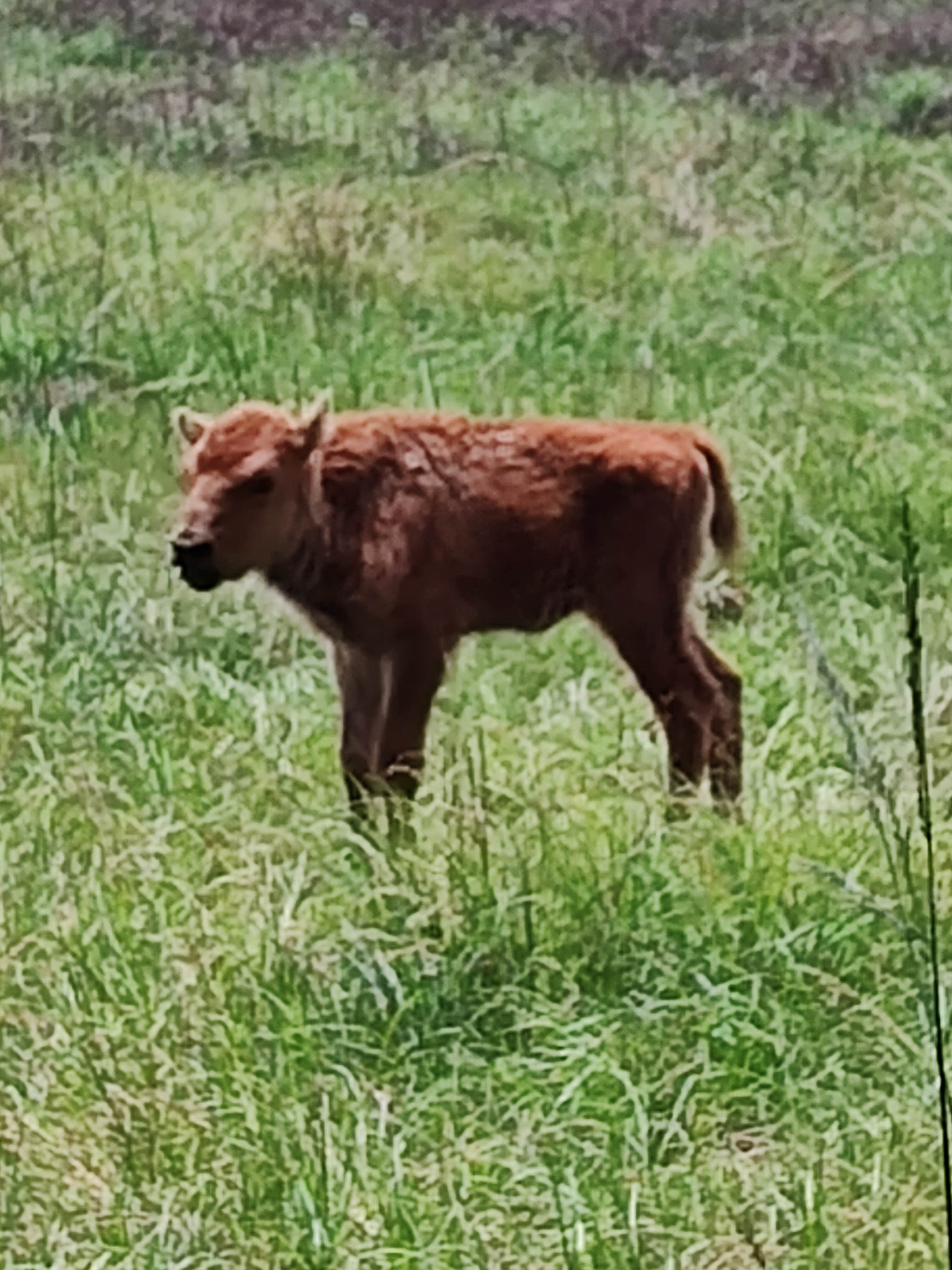 Camper submitted image from Bama Bison Farm - 2