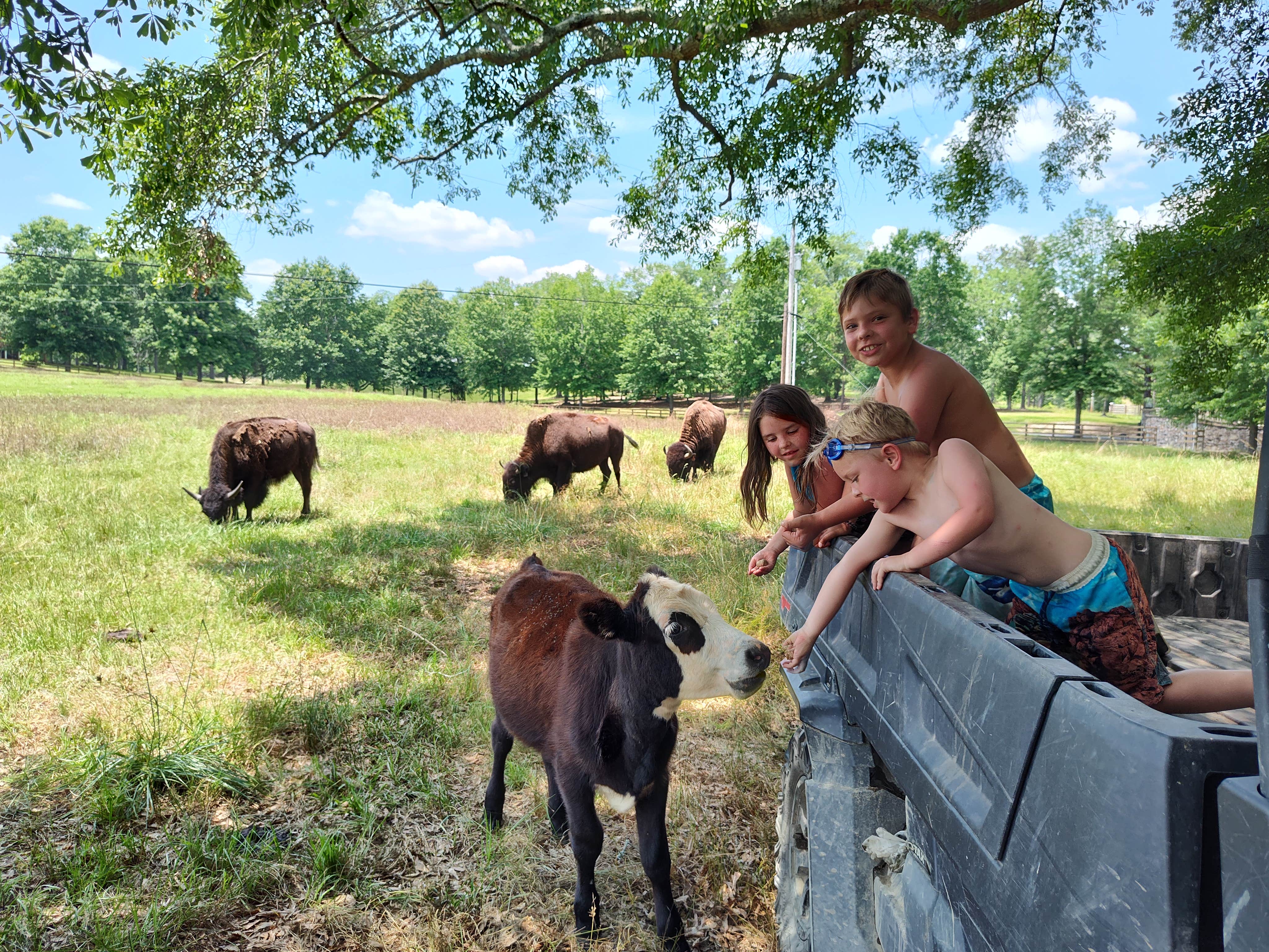 Camper-submitted photo at Bama Bison Farm near Smiths Station, AL