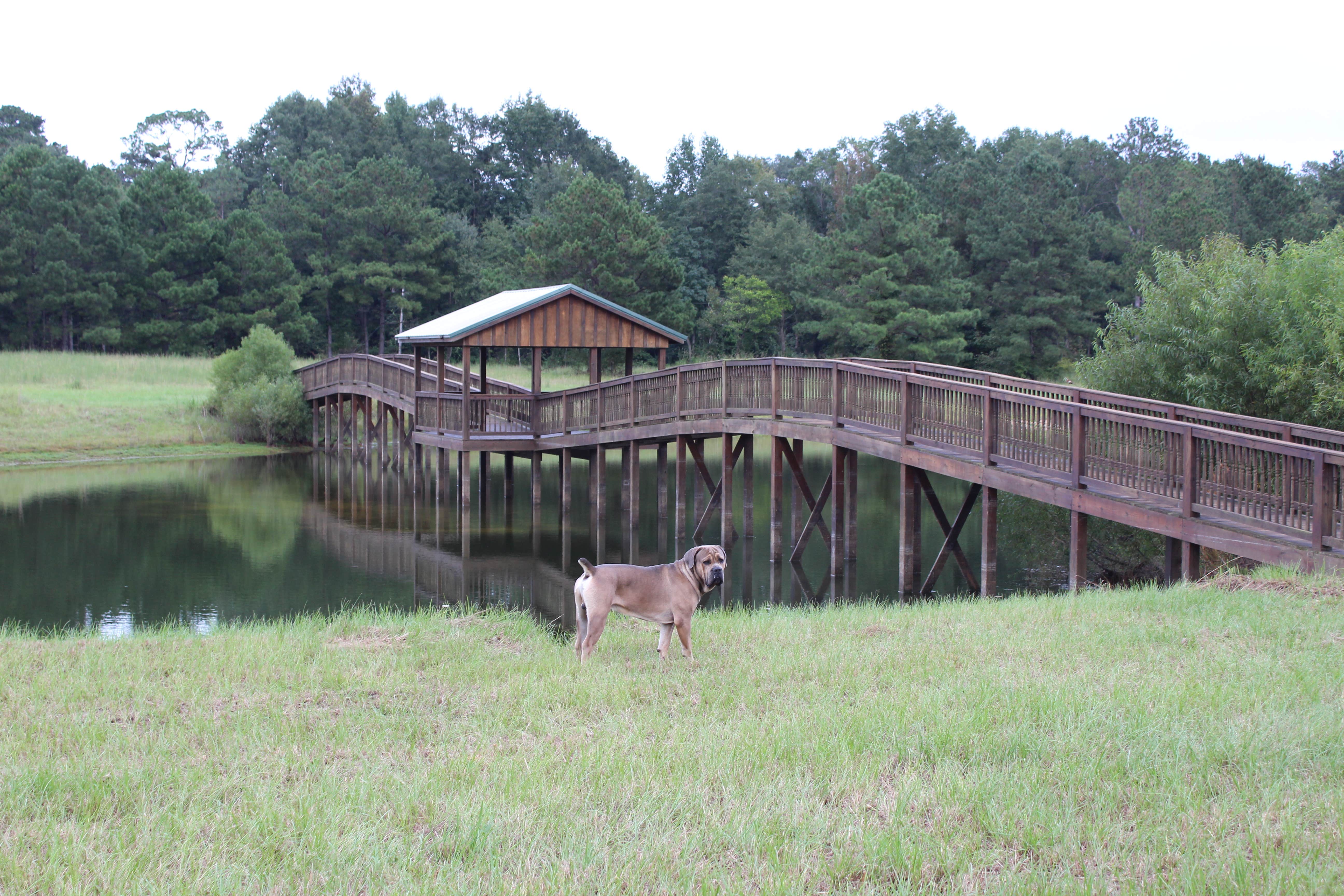 Amy A.'s photo of camping with pets at Bama Bison Farm near Columbus, GA