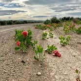 Review photo of Oregon Outback RV Park by Cherie C., August 23, 2023