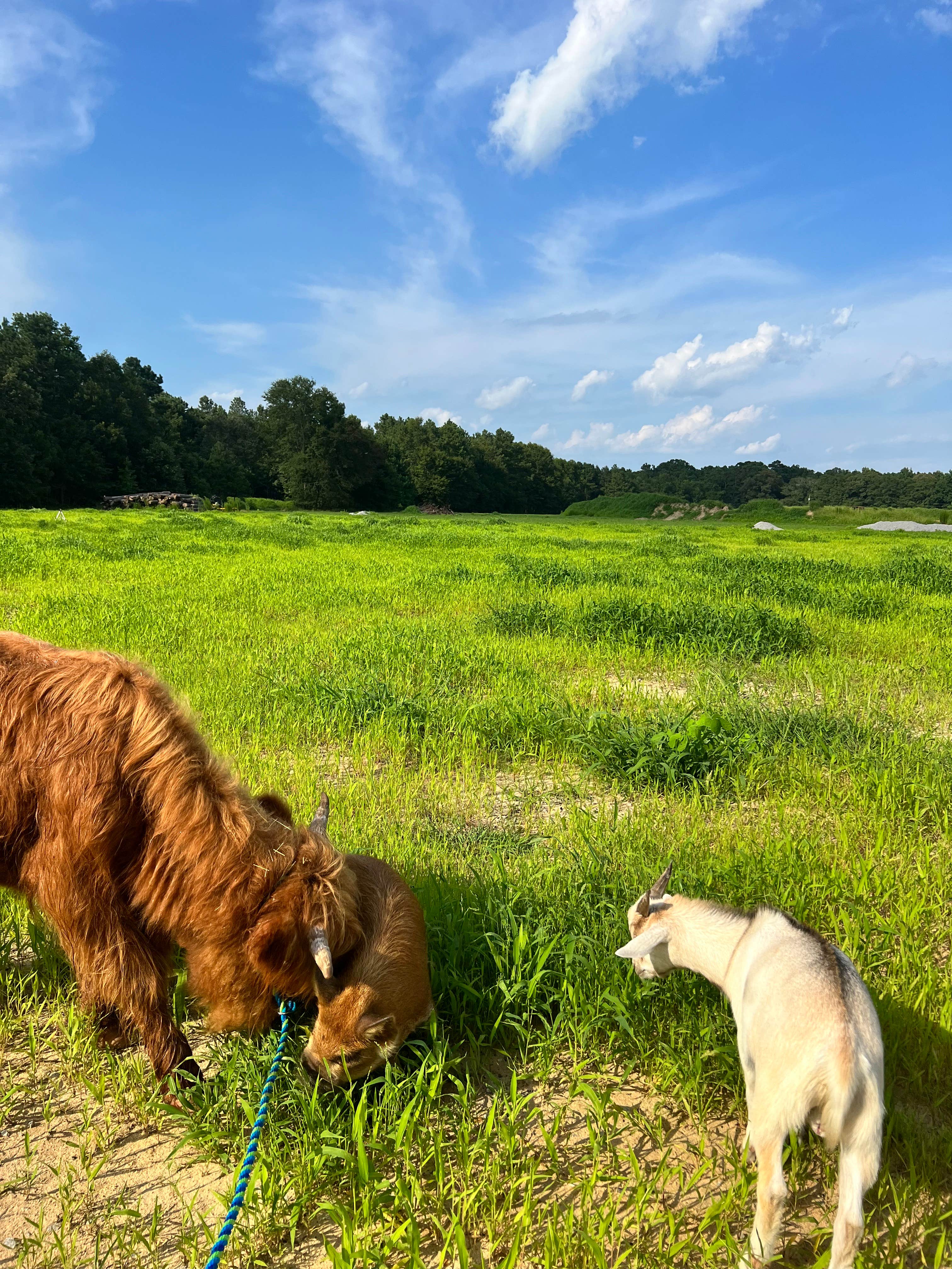 Clair R.'s photo of camping with pets at Outside Inn Campground near Harleyville, SC
