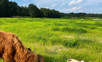 Clair R.'s photo of camping with pets at Outside Inn Campground near Ridgeville, SC