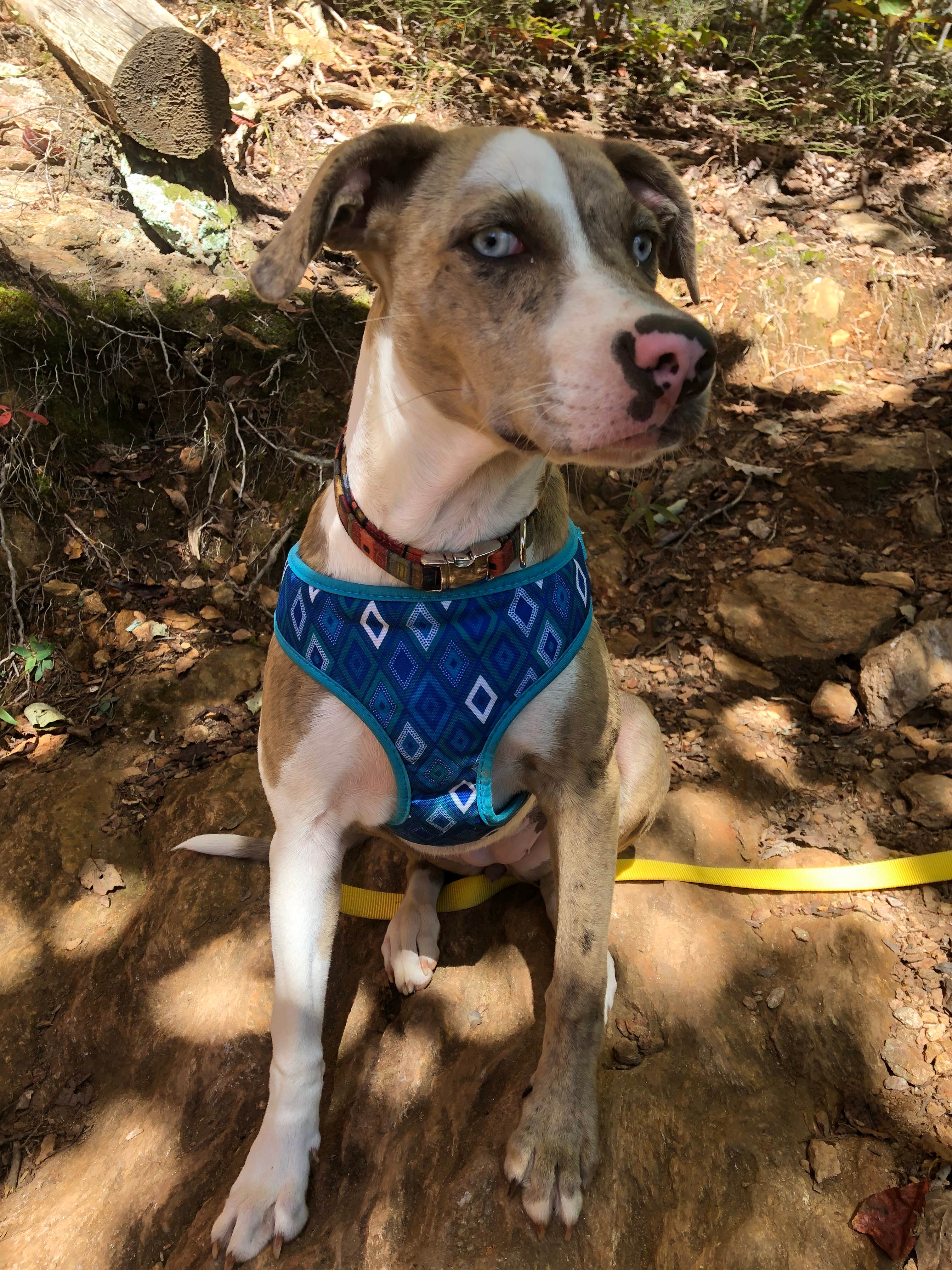 Maddi P.'s photo of camping with pets at Paris Mountain State Park Campground near Spartanburg, SC