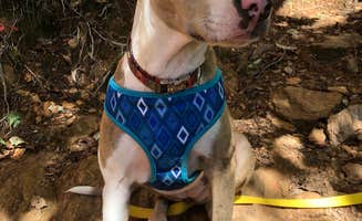 Maddi P.'s photo of camping with pets at Paris Mountain State Park Campground near Landrum, SC