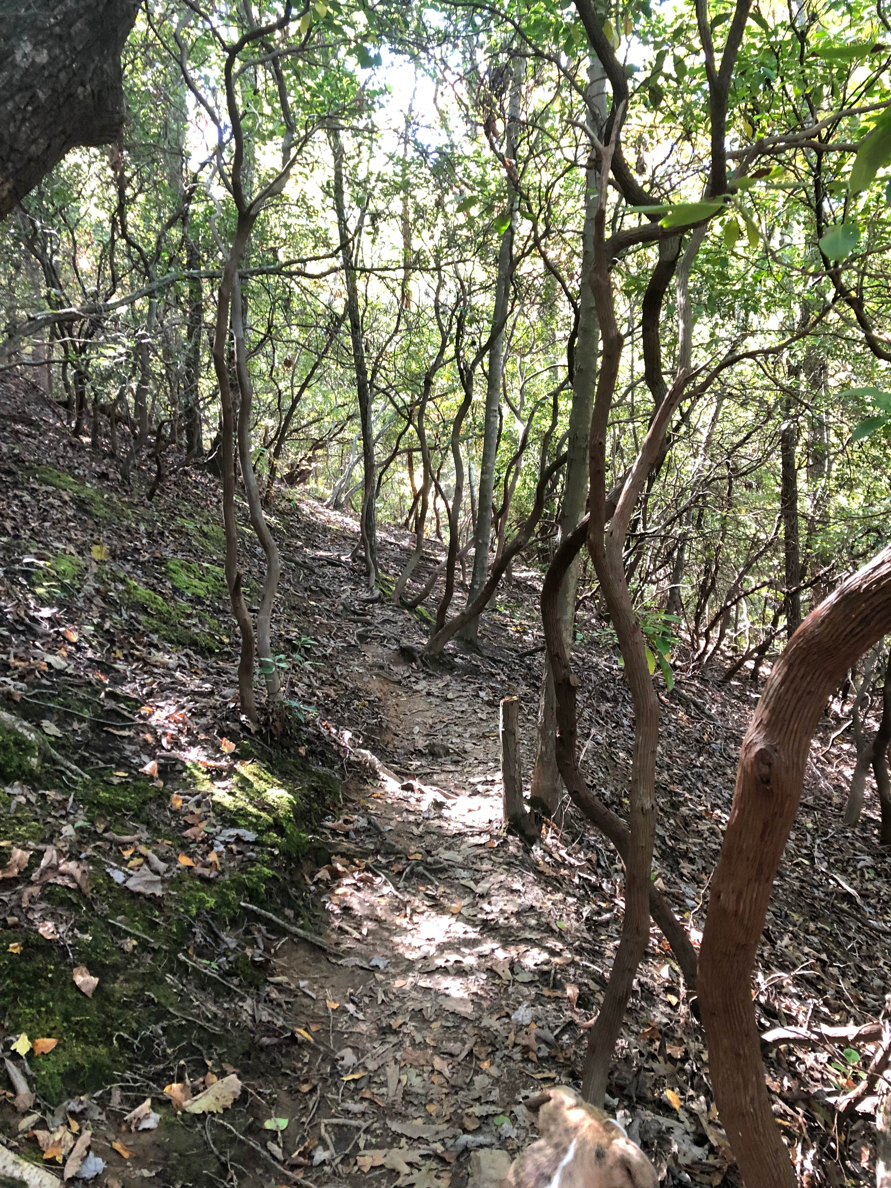 Camper-submitted photo at Paris Mountain State Park Campground near Inman, SC