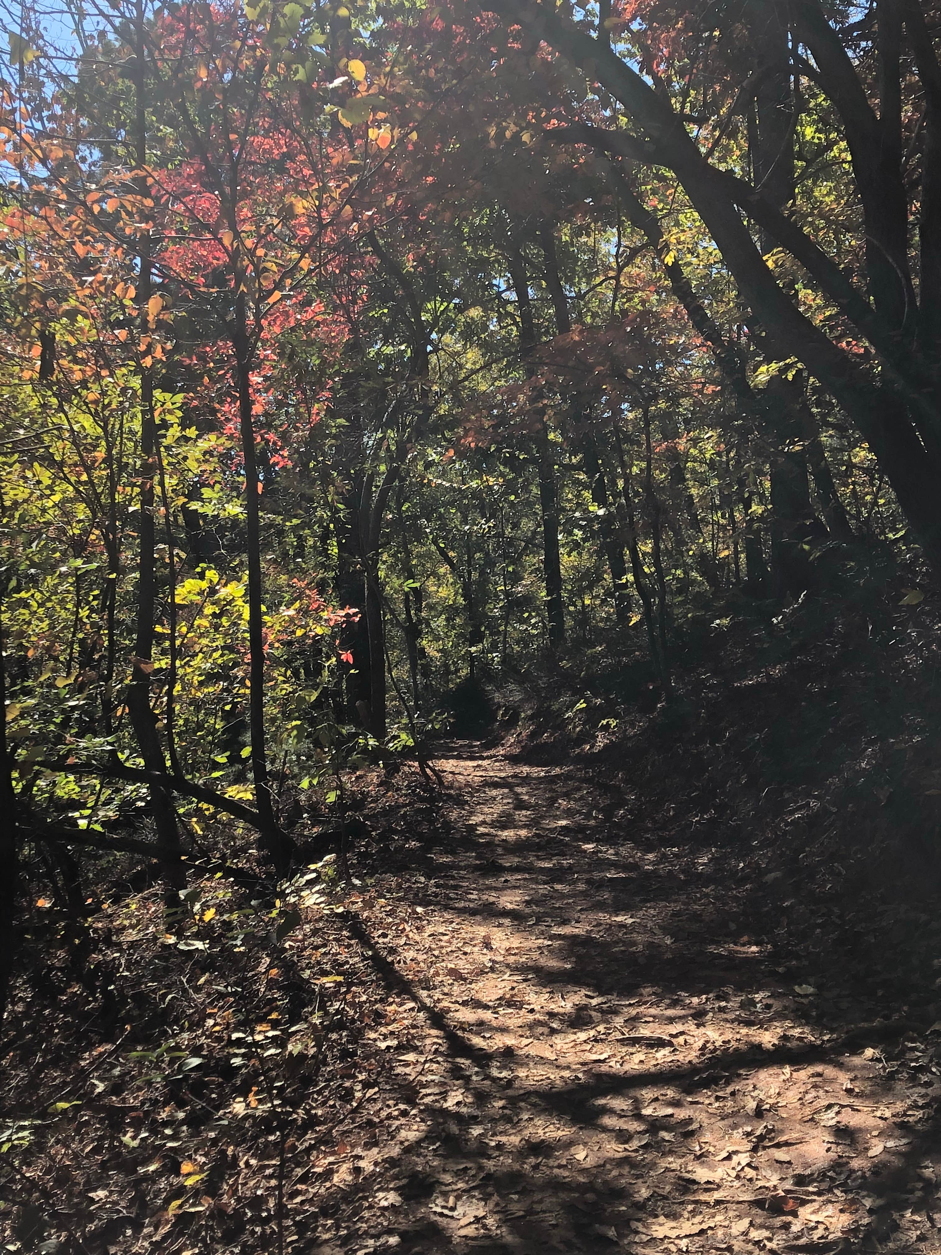 Camper submitted image from Paris Mountain State Park Campground - 3