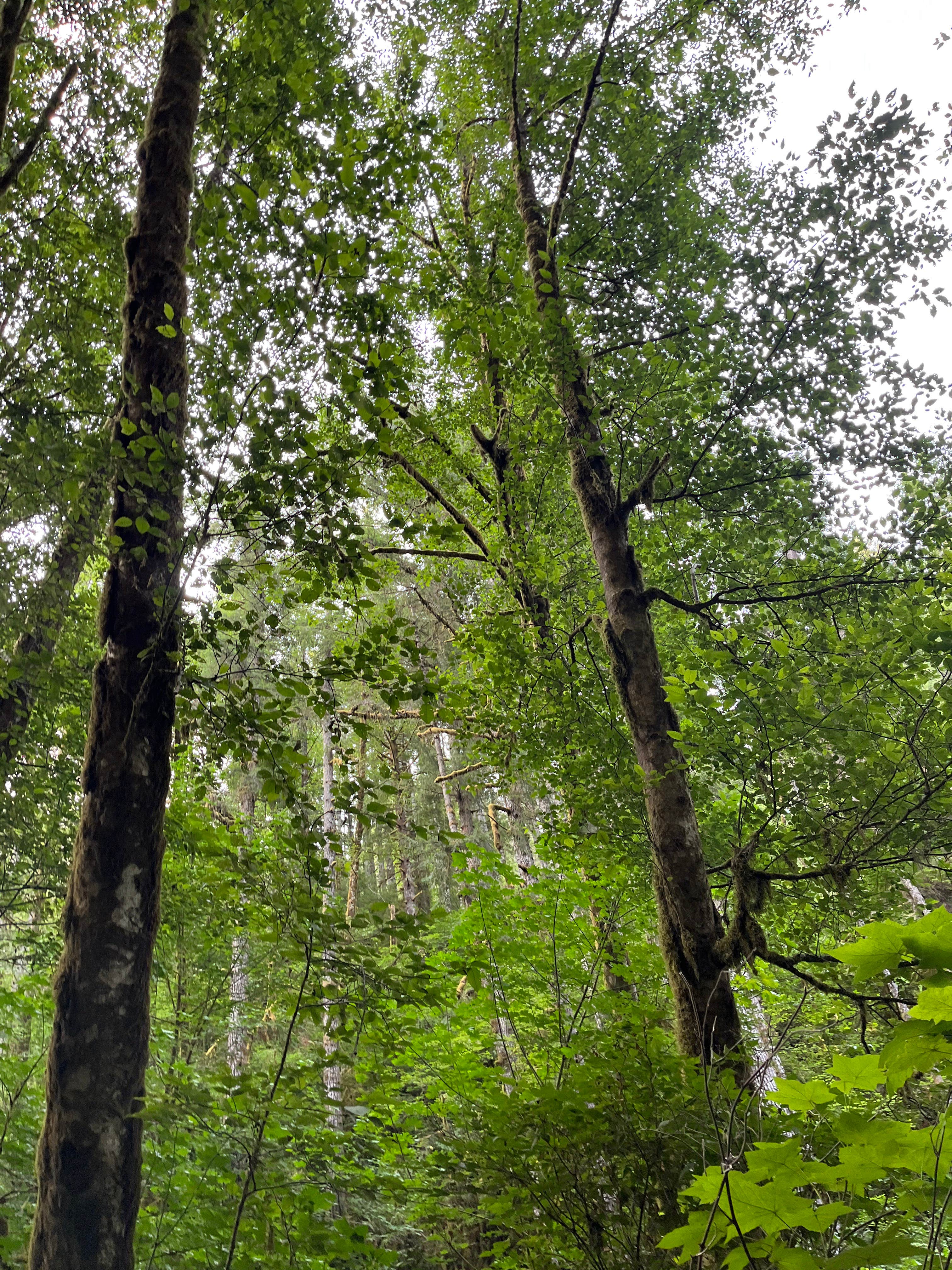 Elliott State Forest Dispersed