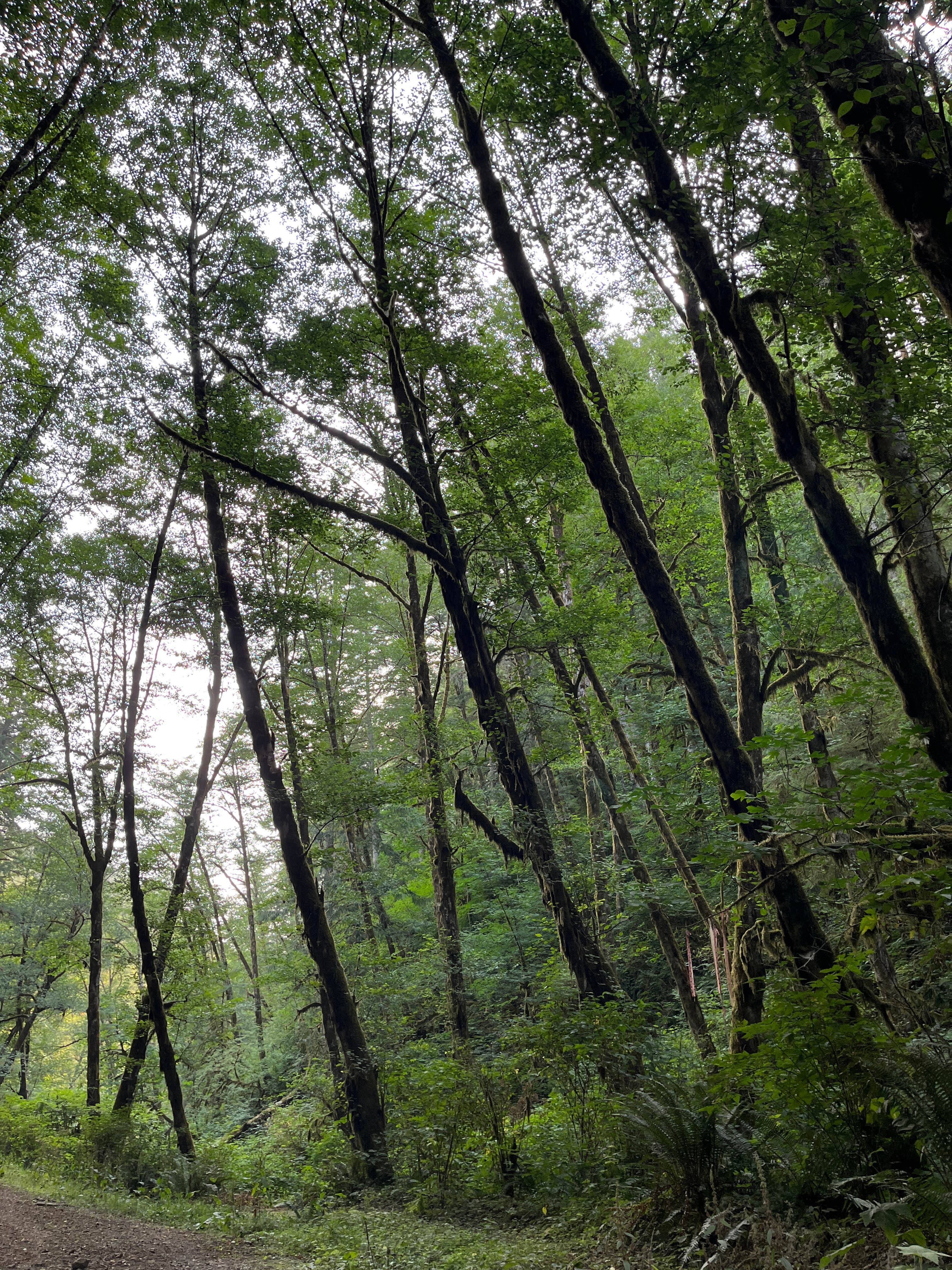 Elliott State Forest Dispersed
