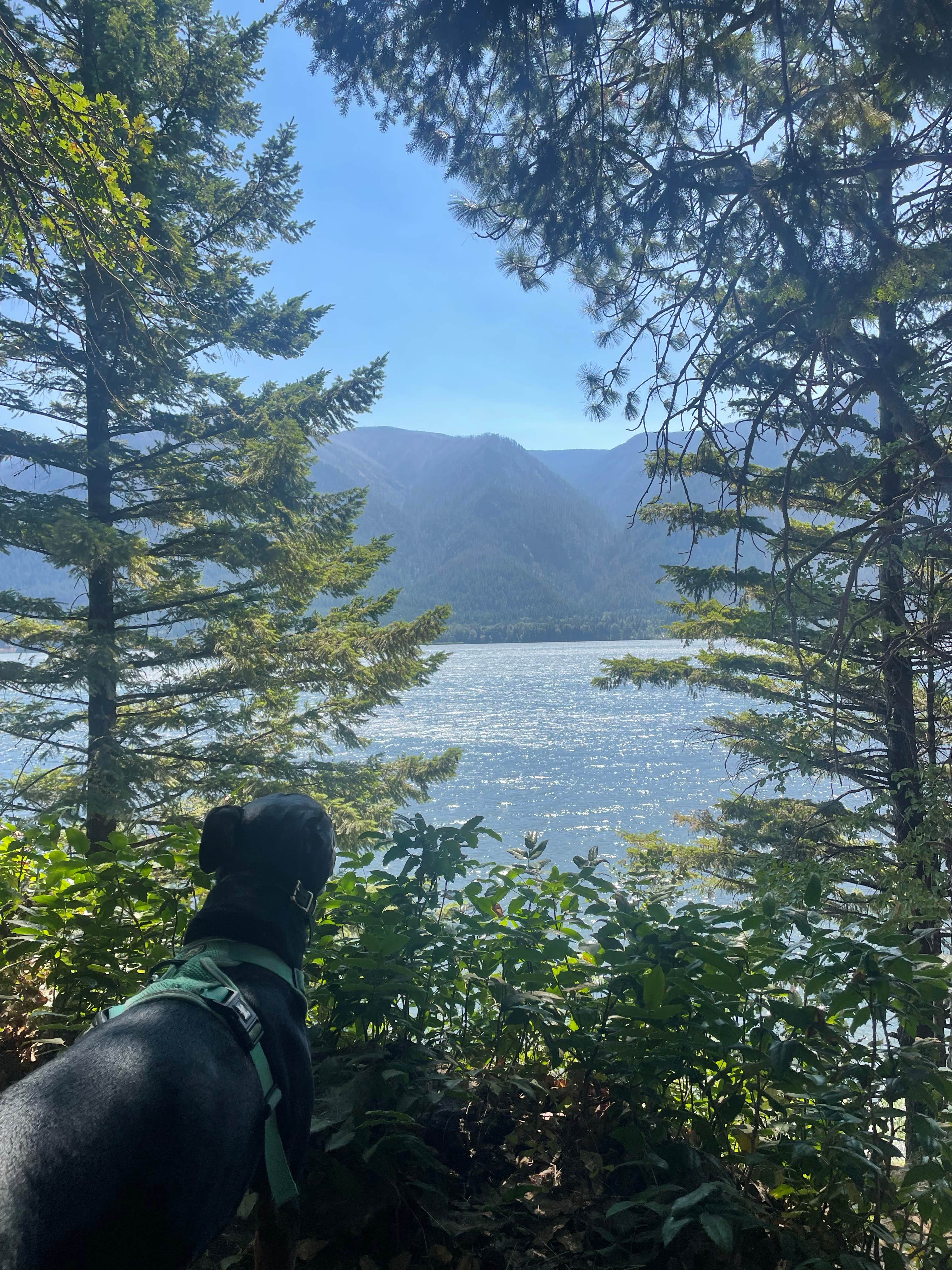 Callie C.'s photo of camping with pets at Home Valley Campground near Cascade Locks, OR