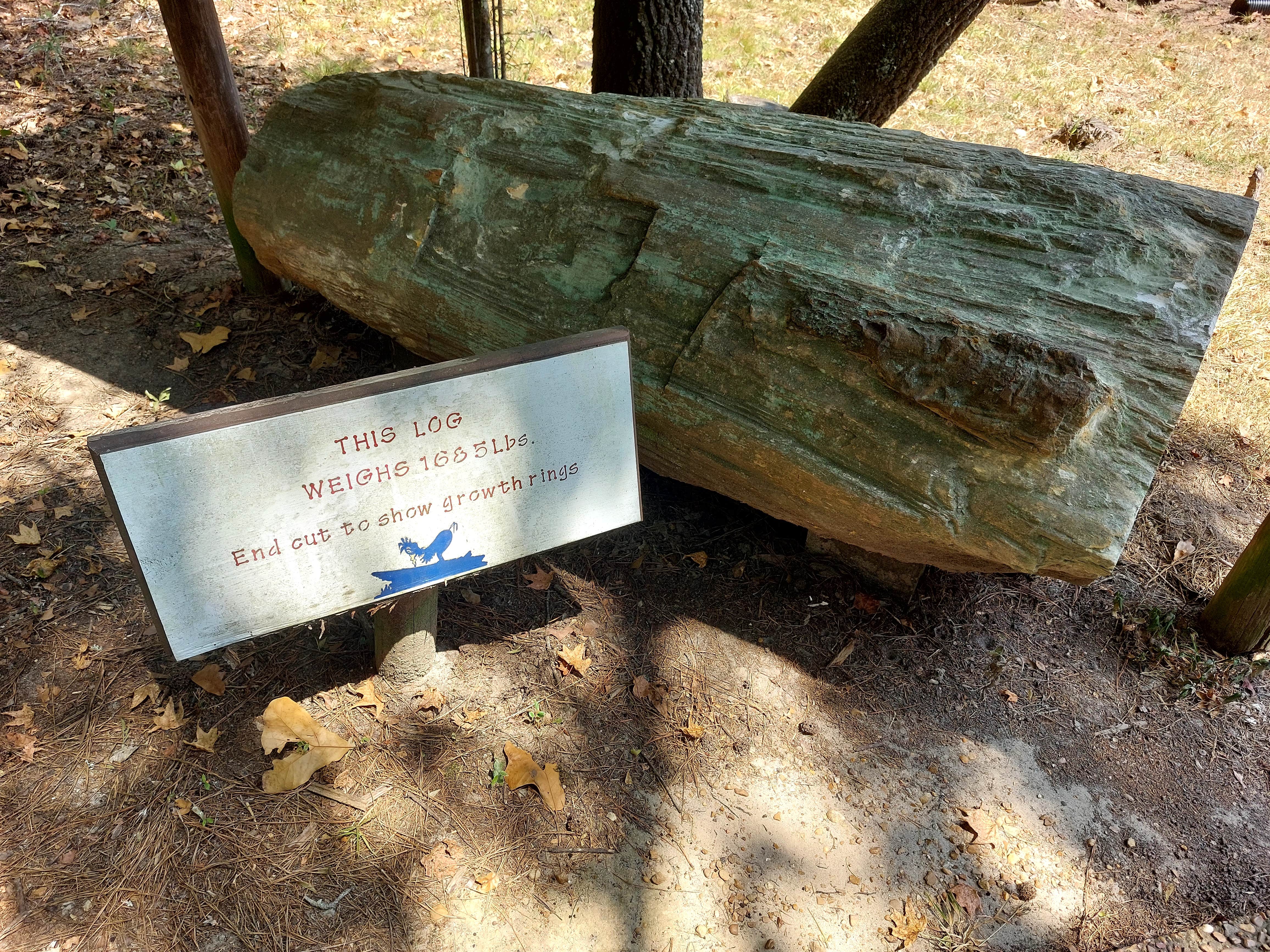 Camper-submitted photo at Mississippi Petrified Forest near Jackson, MS