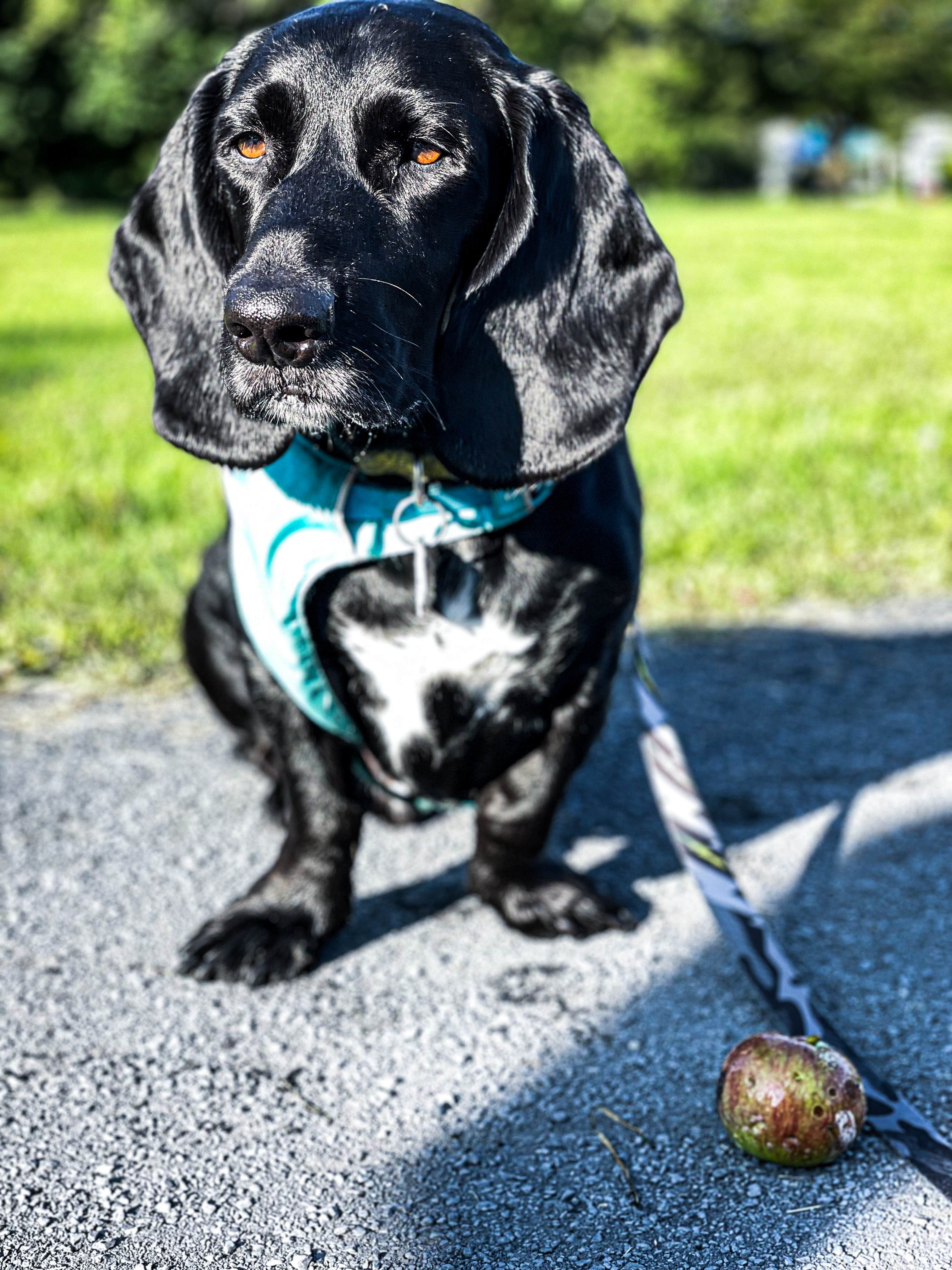Anthony I.'s photo of camping with pets at Champlain Resort Adult Campground near Plattsburgh, NY
