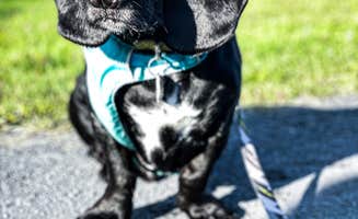 Anthony I.'s photo of camping with pets at Champlain Resort Adult Campground near Jericho, VT