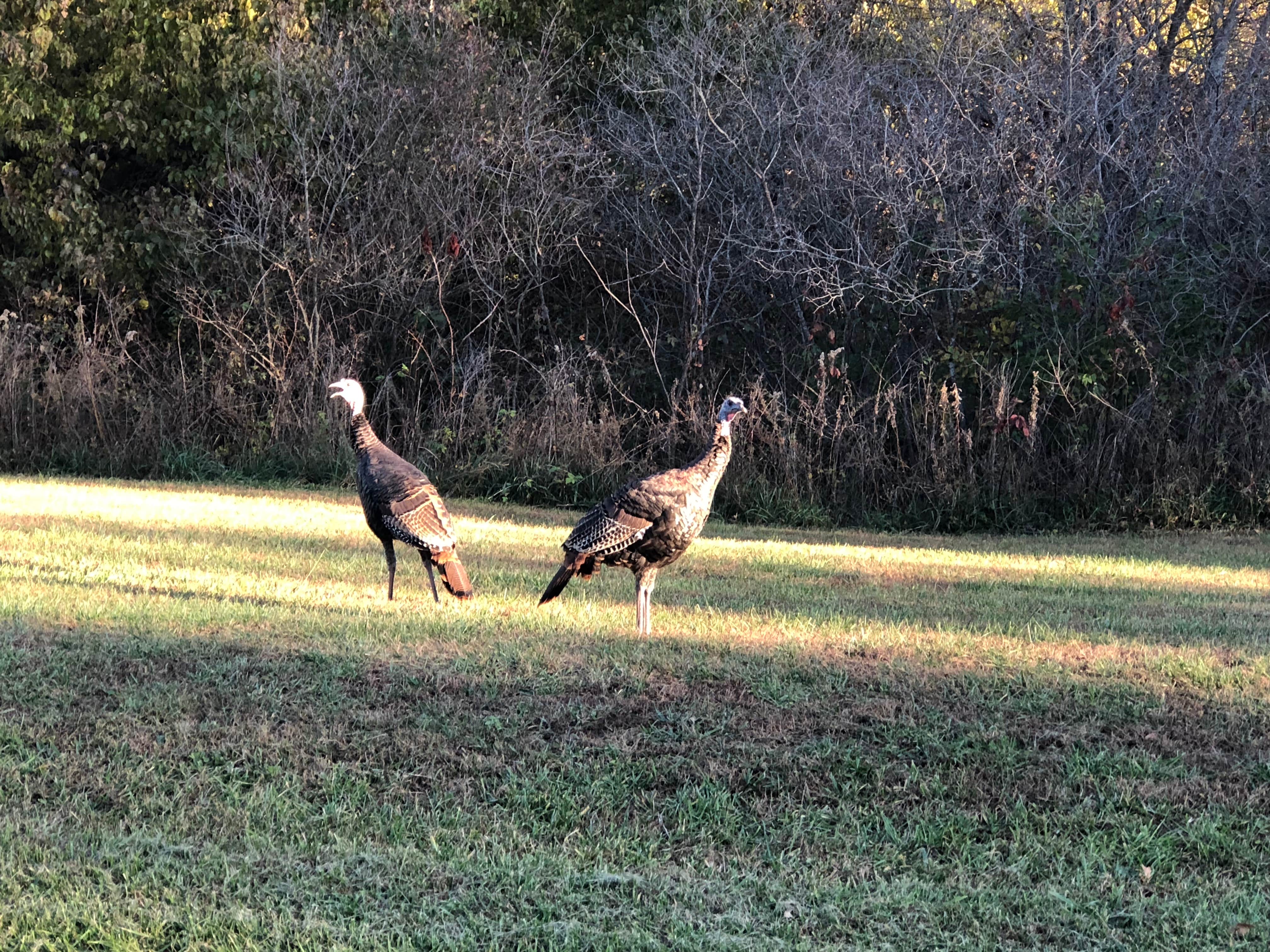 Camper-submitted photo at Watkins Mill State Park Campground near Olathe, KS