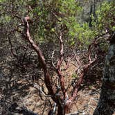 Review photo of Alder Dune Campground by James S., August 25, 2023