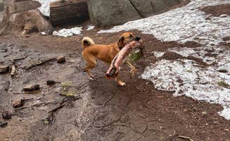 Ellery K.'s photo of camping with pets at Azalea Campground — Kings Canyon National Park near Kaweah Lake
