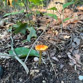 Review photo of Warren Dunes State Park Campground by James , August 25, 2023