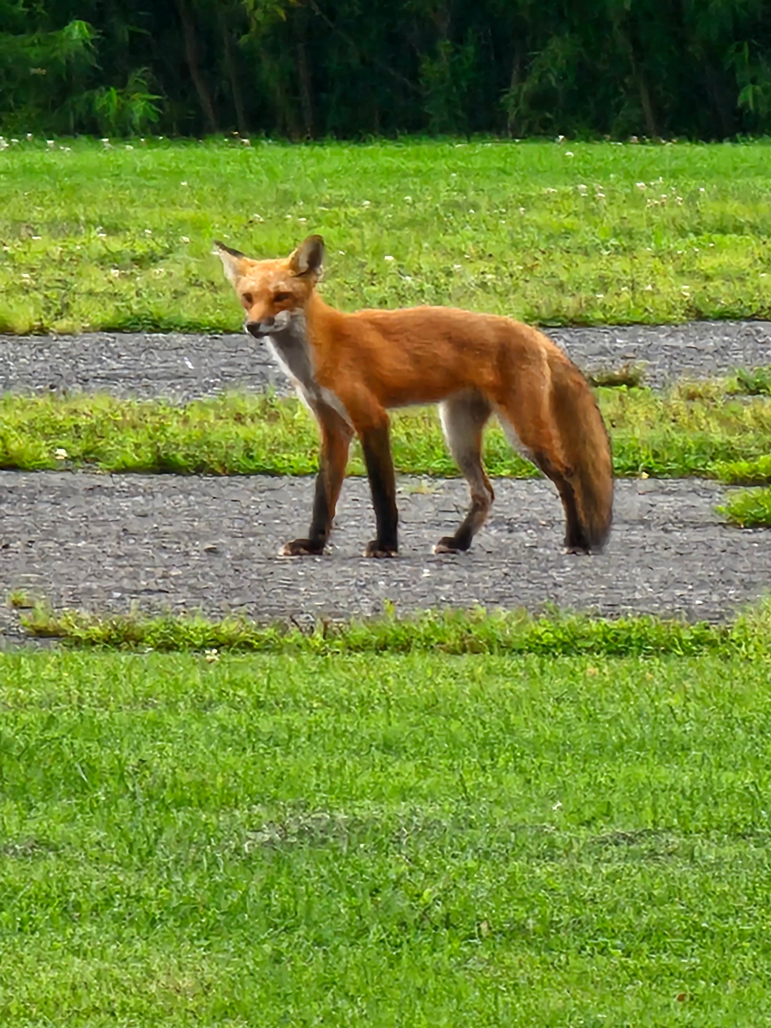 Tate T.'s photo of camping with pets at Oneida Shores County Park near Lacona, NY
