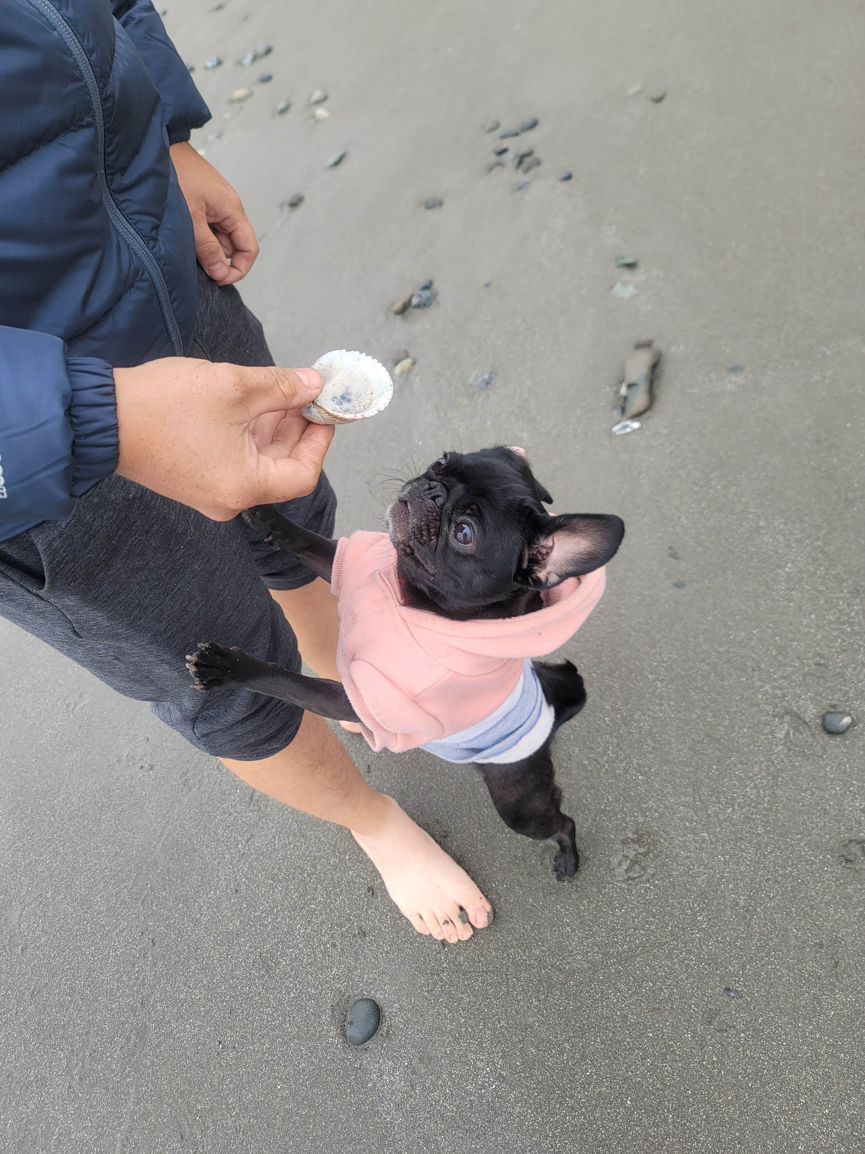 Marina K.'s photo of camping with pets at Cape Blanco State Park Campground near Ophir, OR